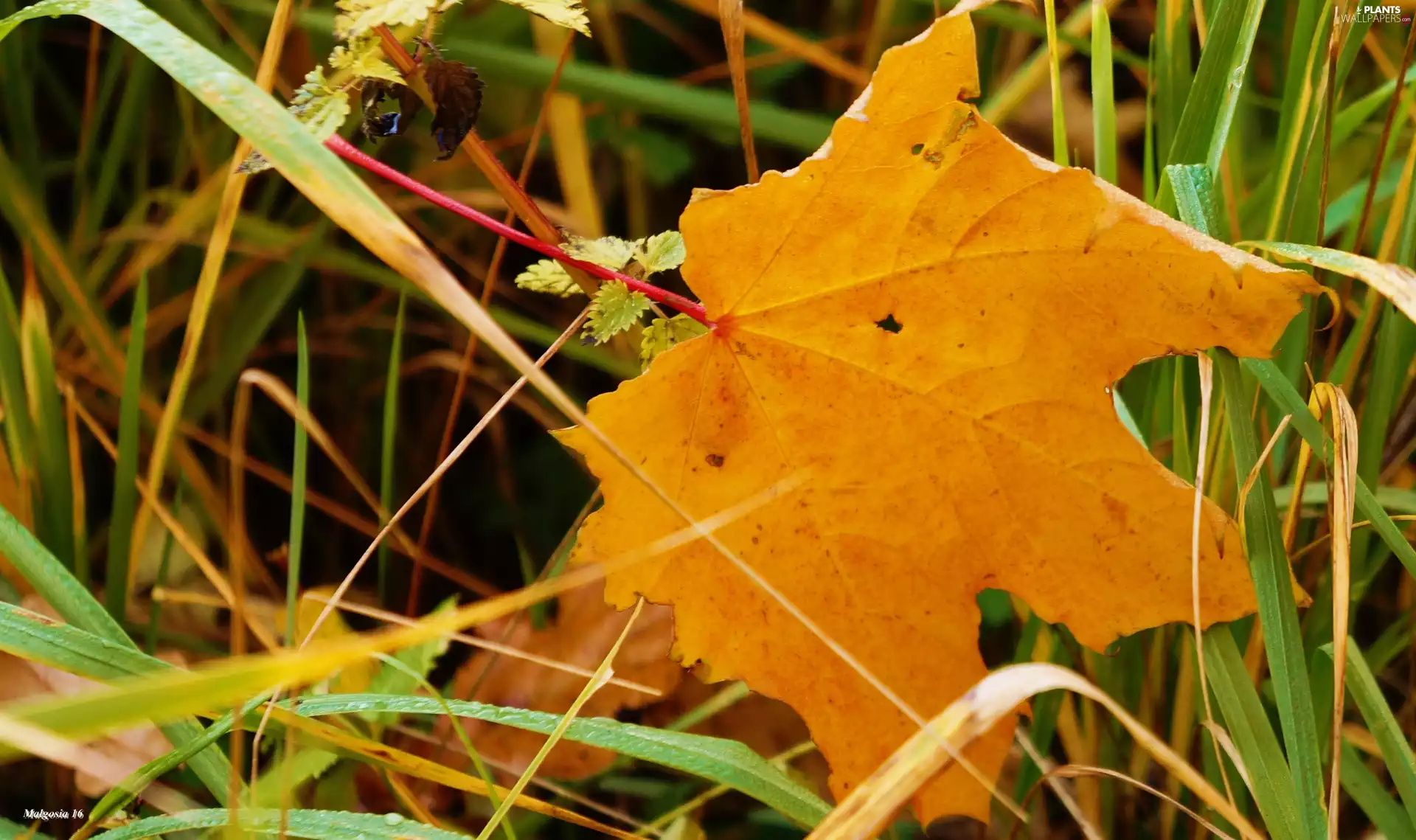 grass, Autumn, leaf