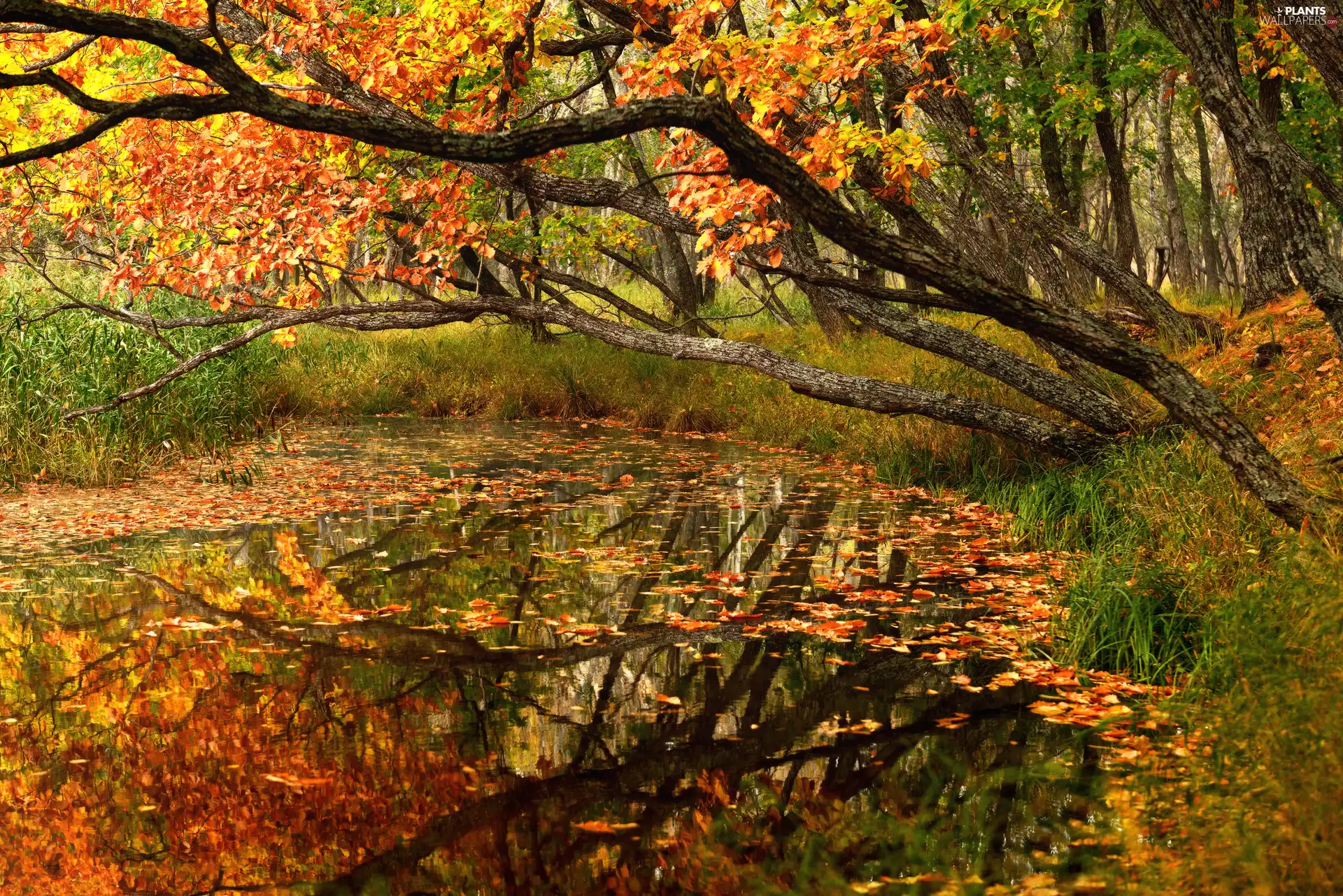 trees, autumn, Leaf, grass, viewes, Pond - car