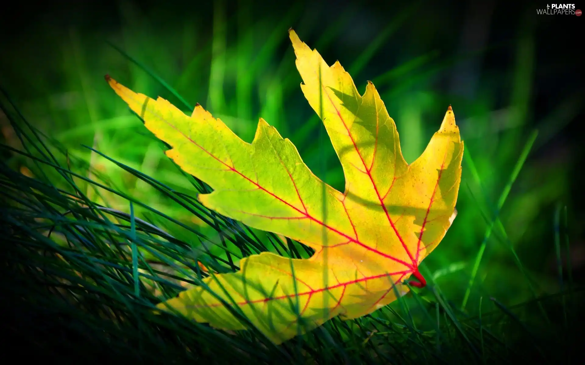 grass, Autumn, leaf