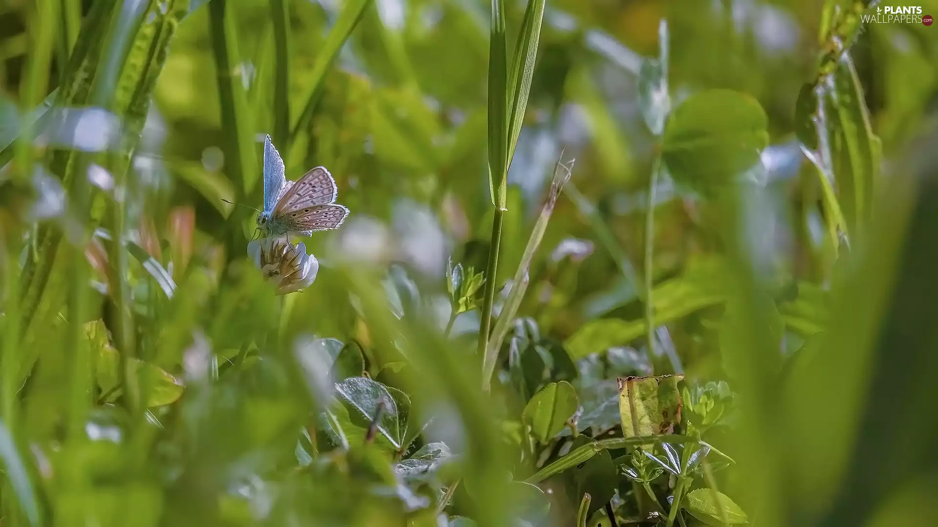 Flowers, butterfly, Leaf, grass, trefoil, Dusky Icarus