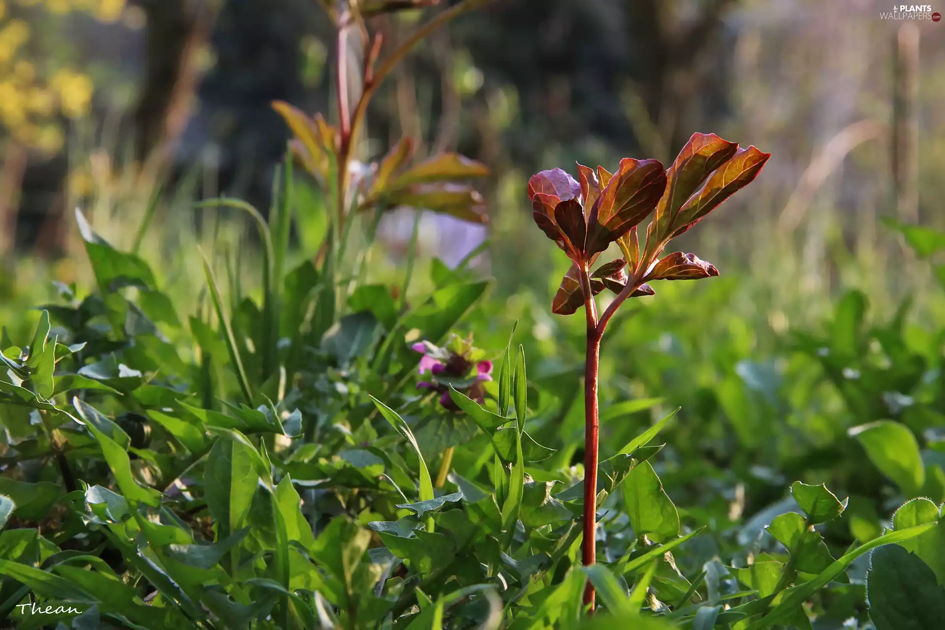 grass, Plants, Leaf