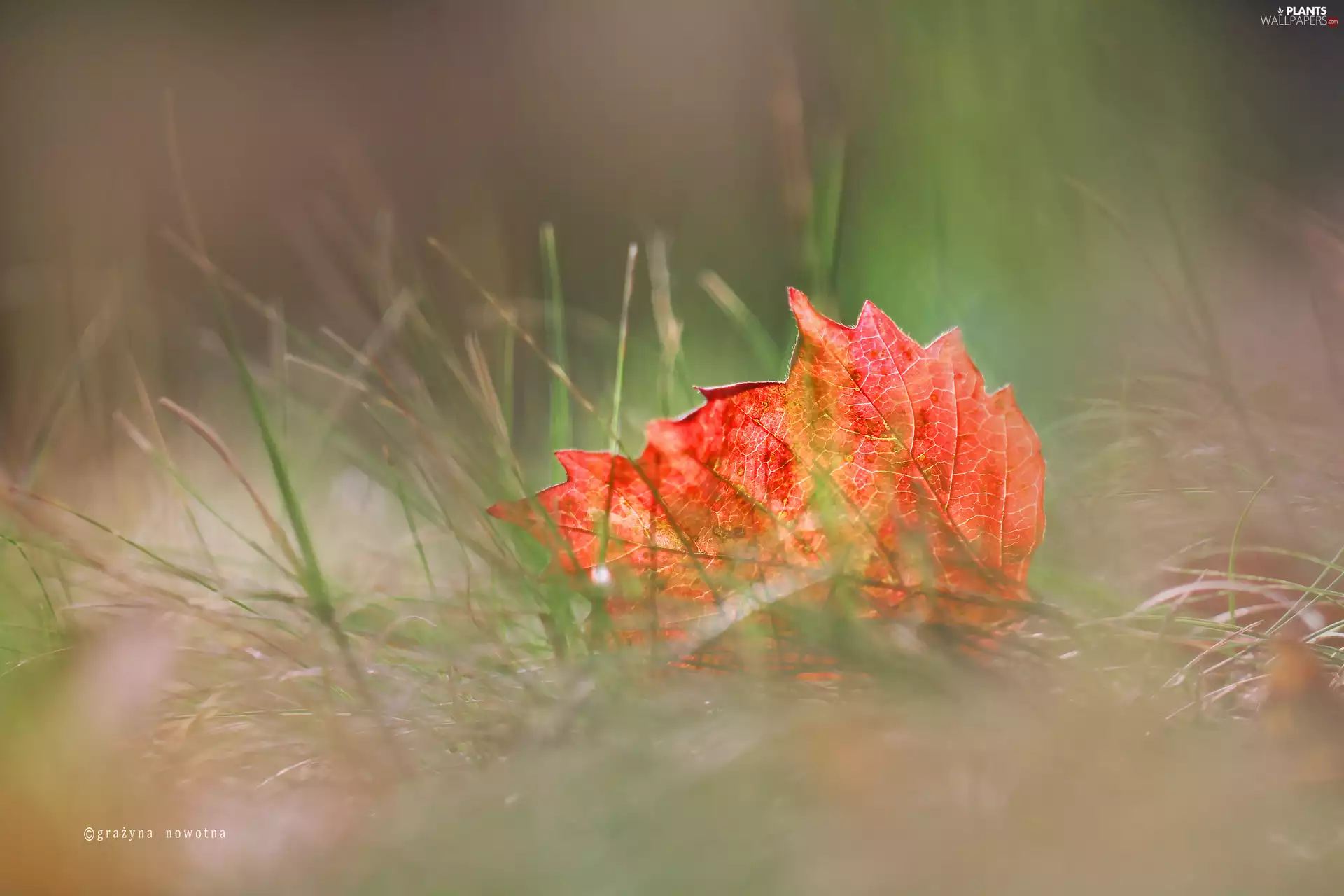 grass, Red, leaf