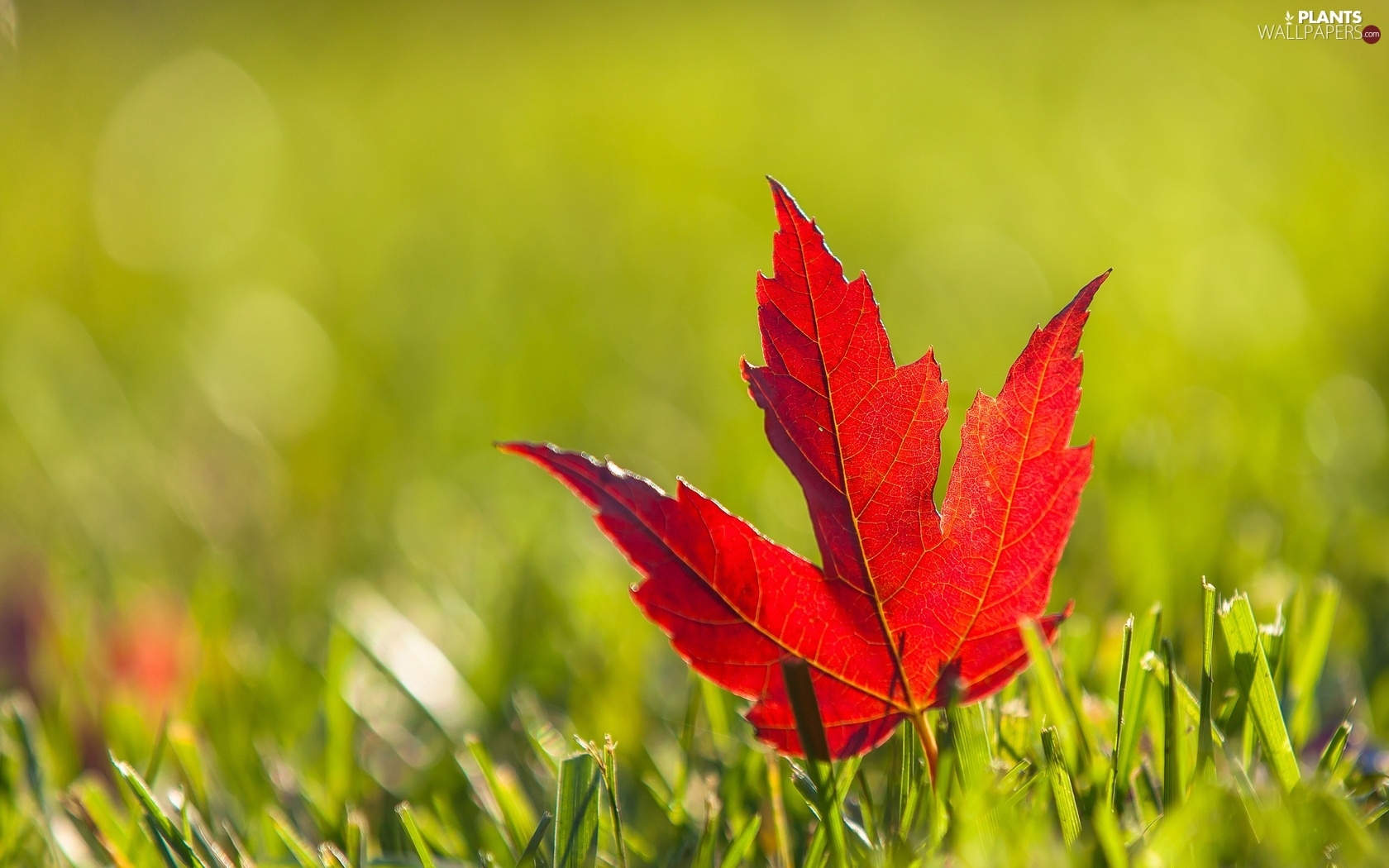 grass, Red, leaf