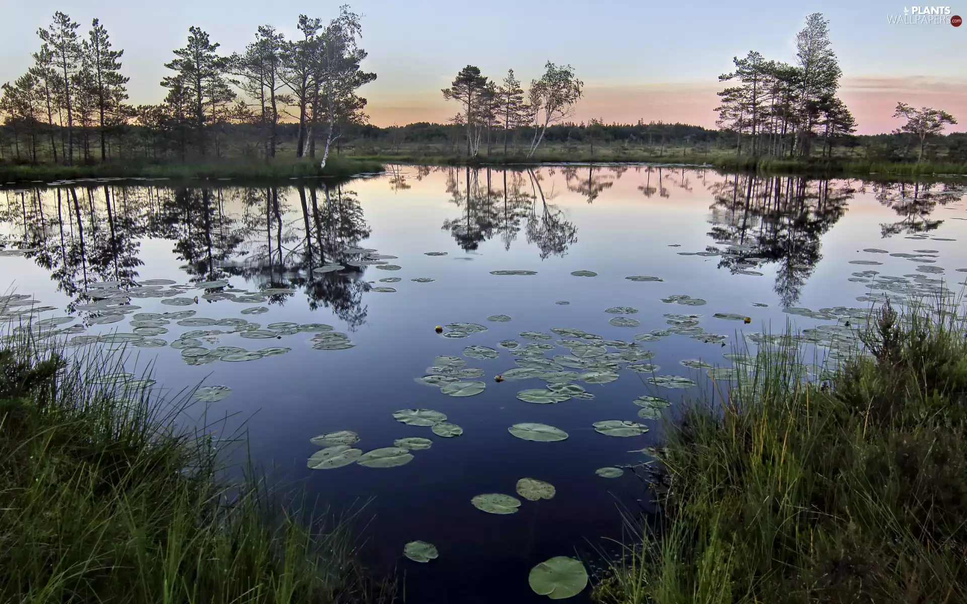 trees, lake, reflection, grass, viewes, Leaf