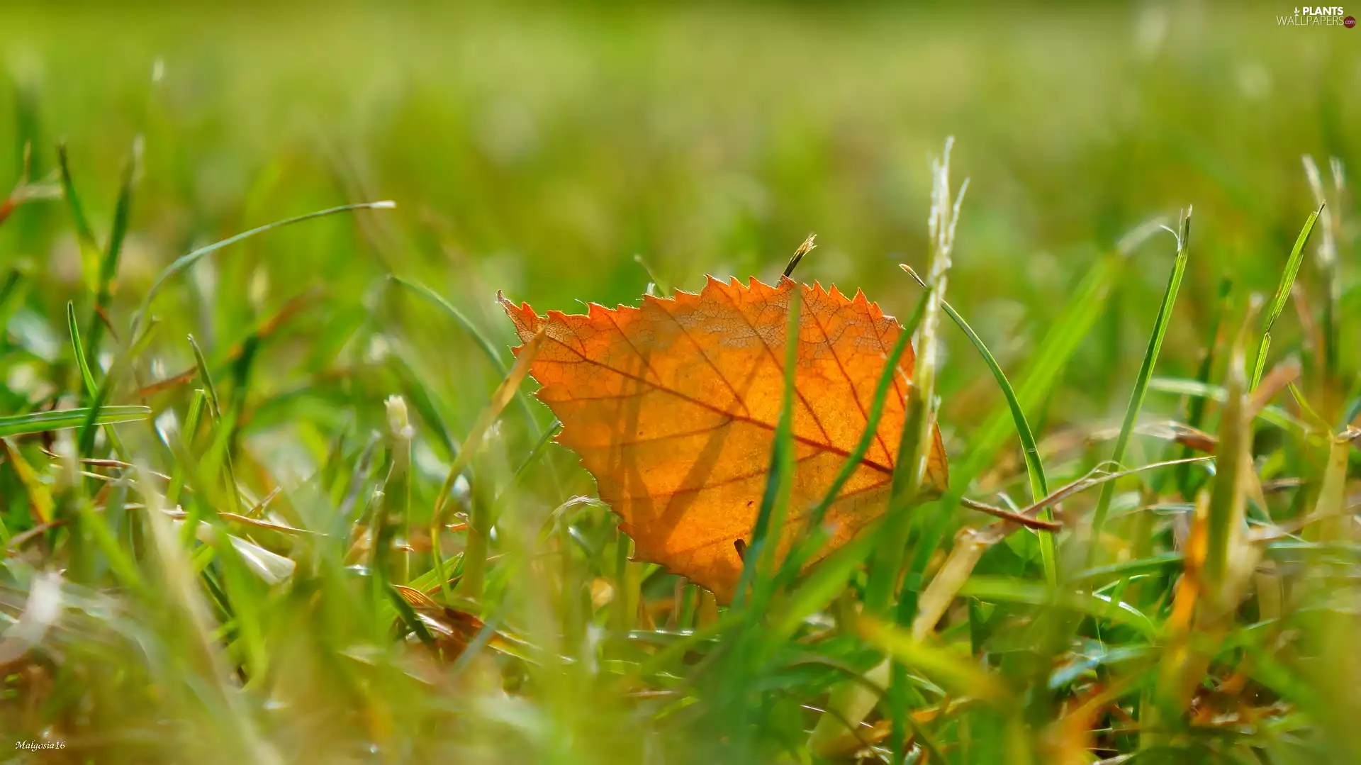 grass, withered, leaf
