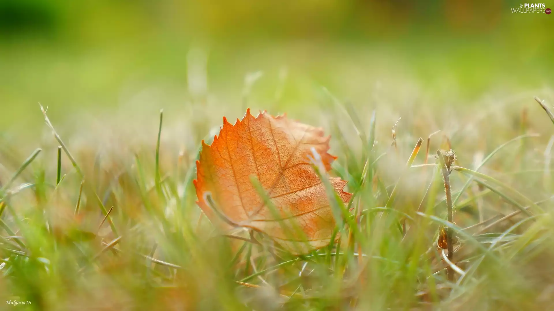 grass, withered, leaf