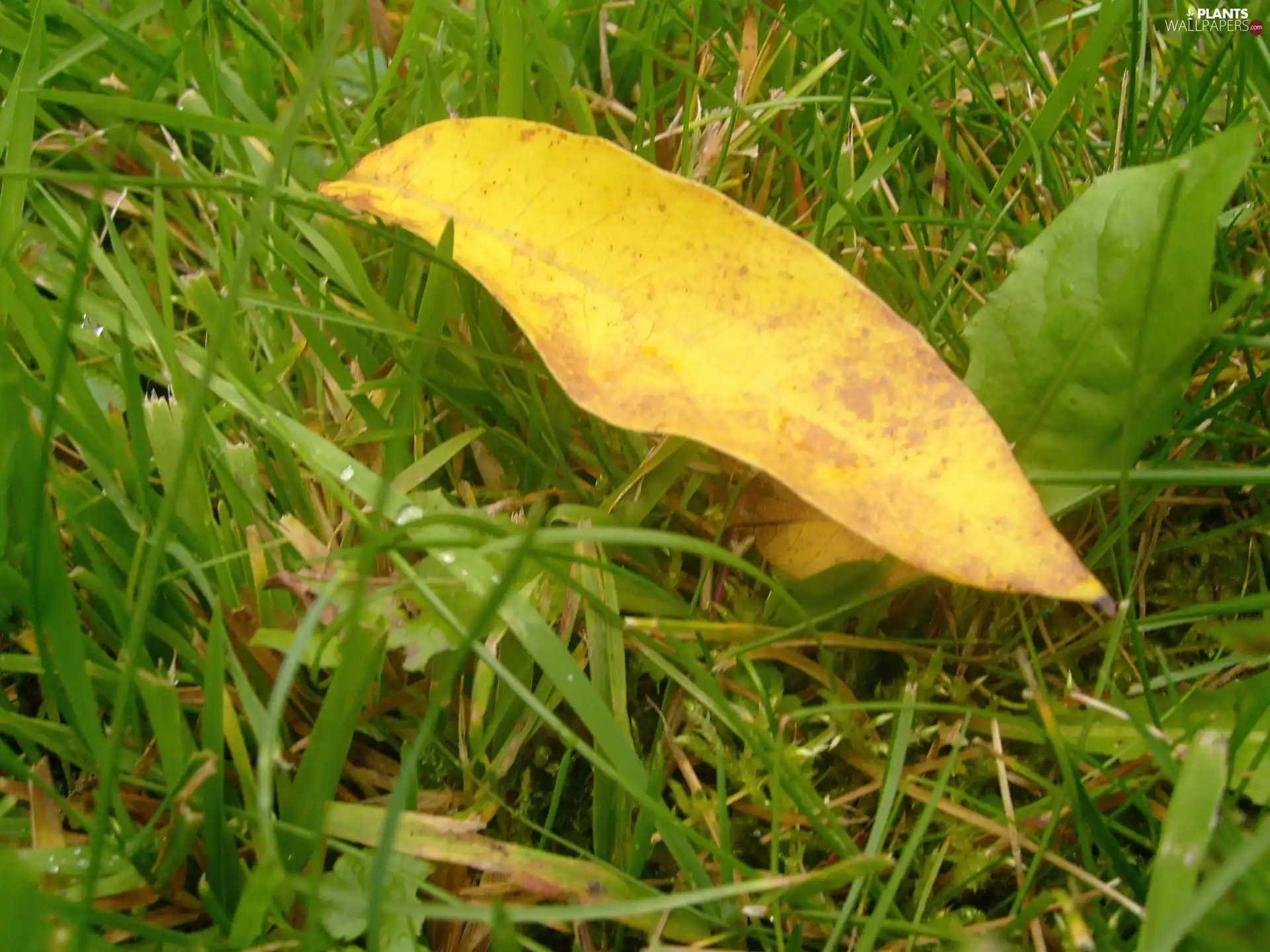 grass, Yellow, leaf
