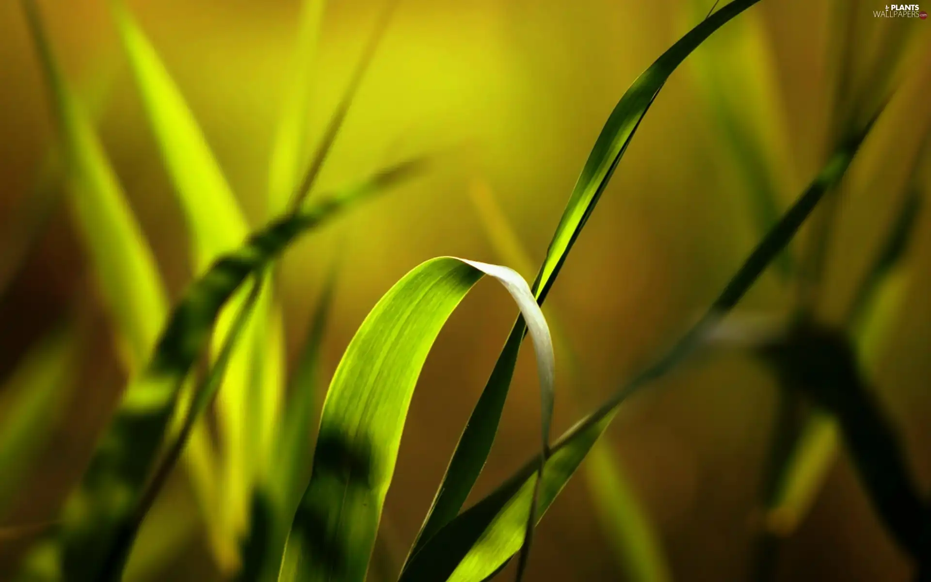 grass, Green, long