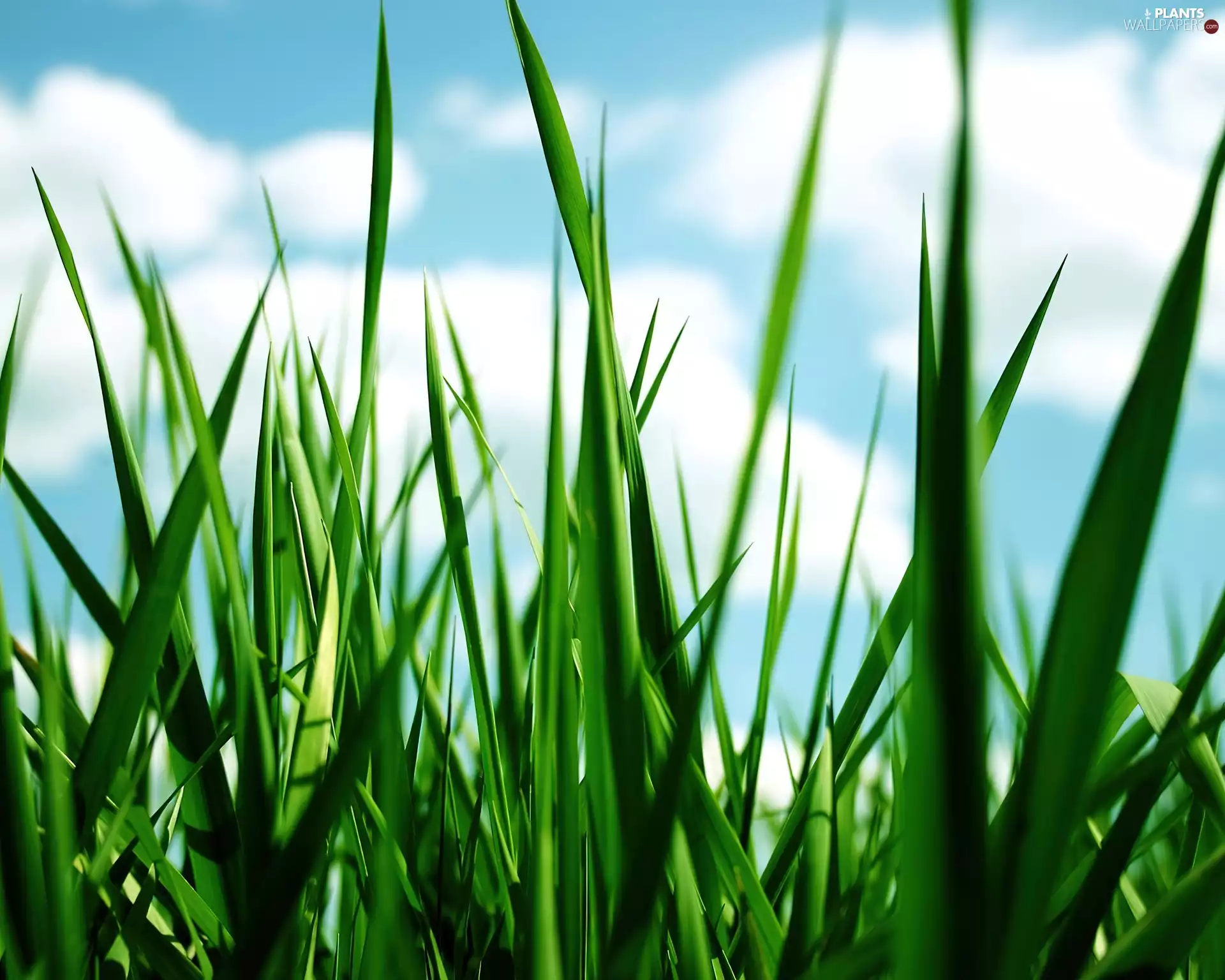 grass, Green, long