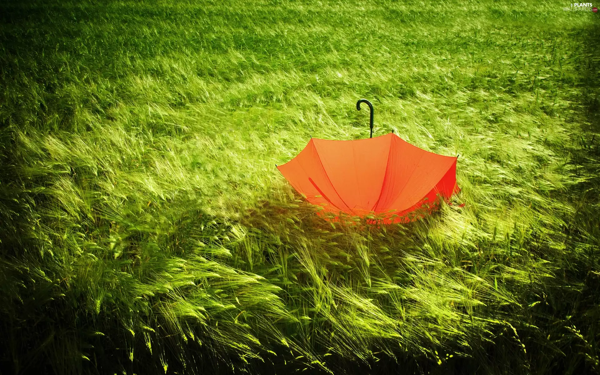 lush, Orange, umbrella, grass
