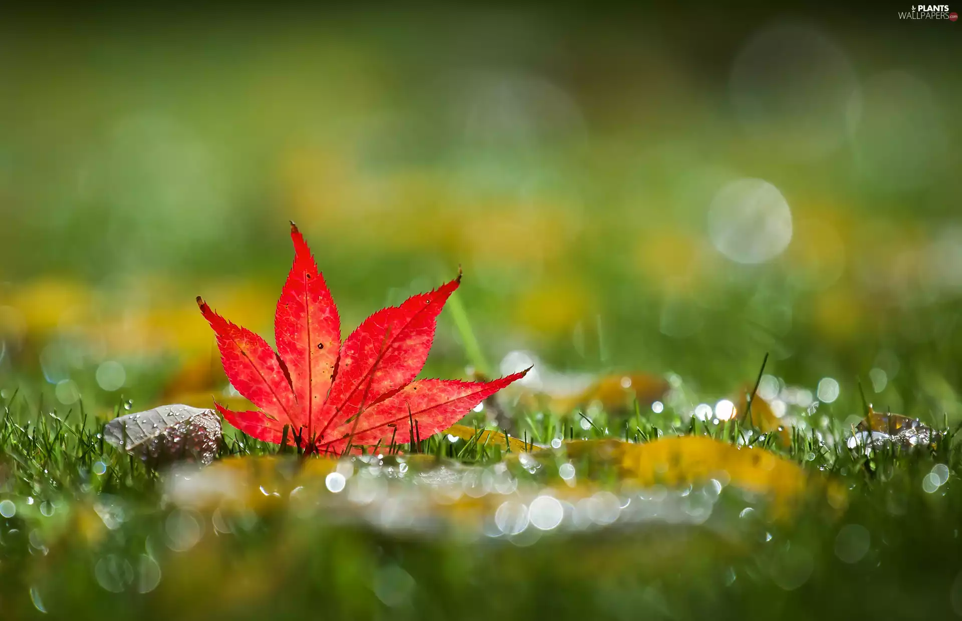 grass, leaf, maple