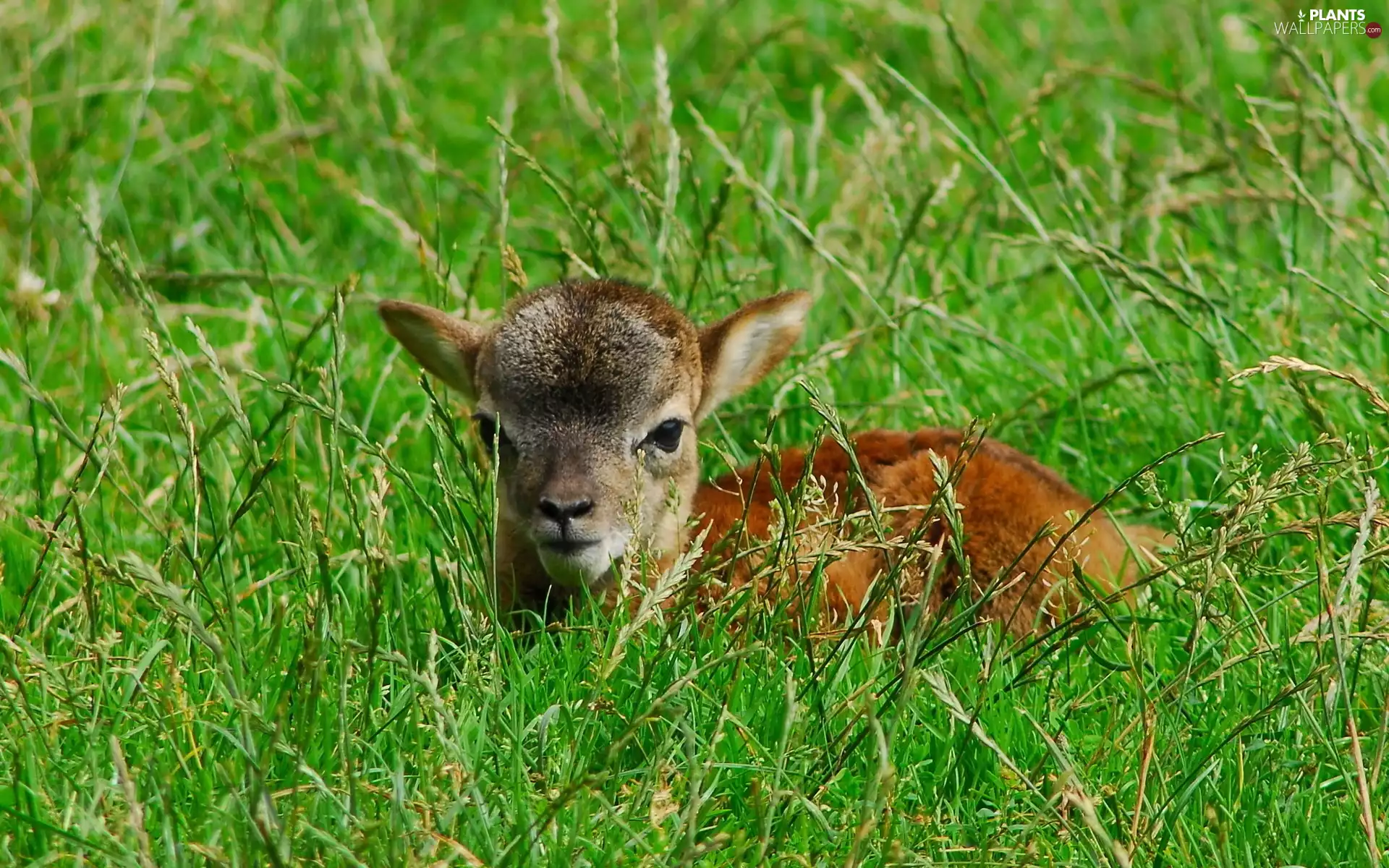 grass, deer, Meadow