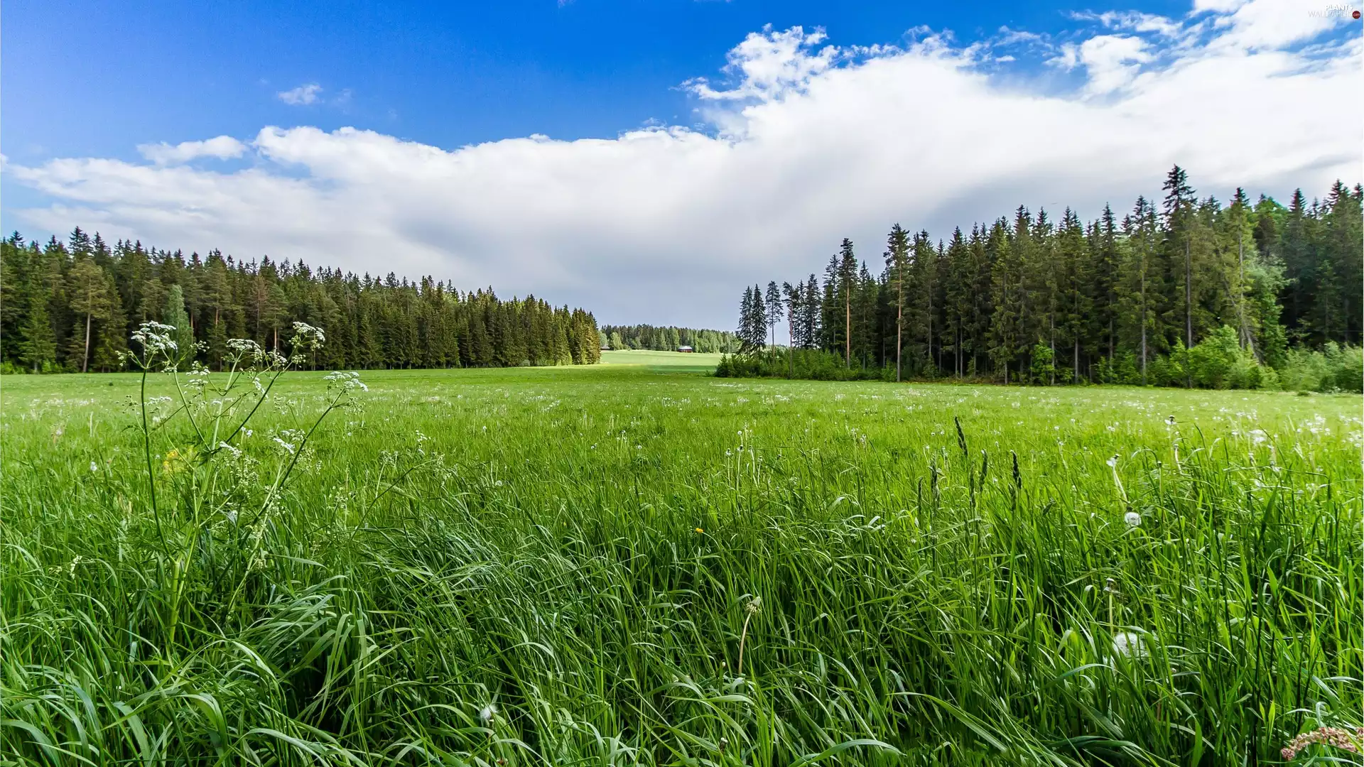 Meadow, forest, landscape, grass