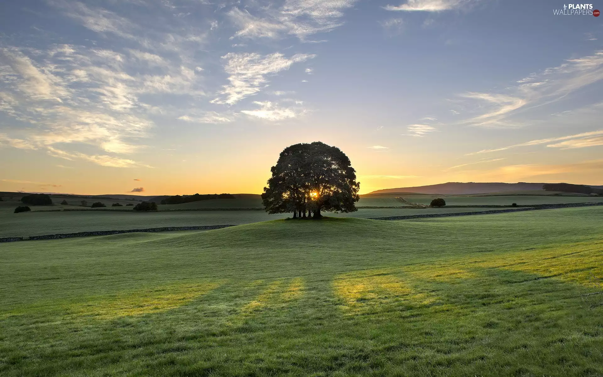 Meadow, trees, Sky, grass