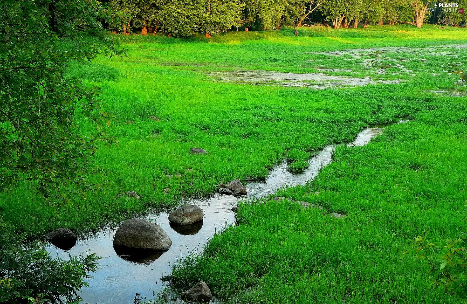 Meadow, stream, Stones, grass