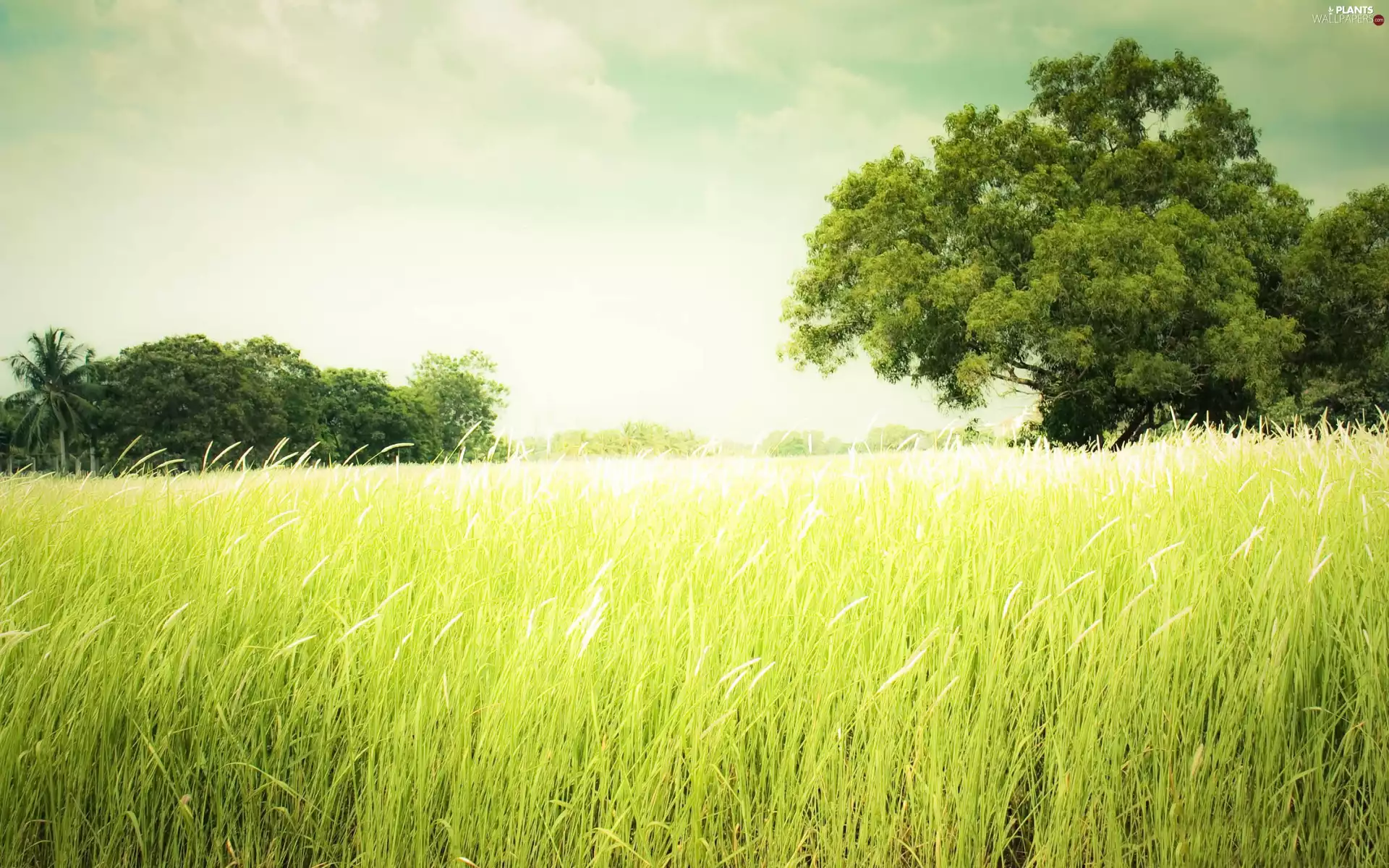 viewes, grass, Meadow, trees, summer