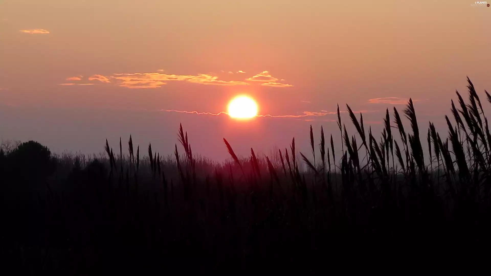 Meadow, west, sun, grass