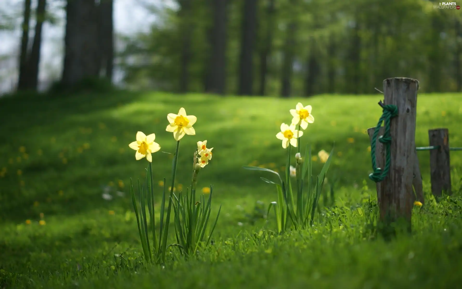 trees, viewes, car in the meadow, grass, narcissus