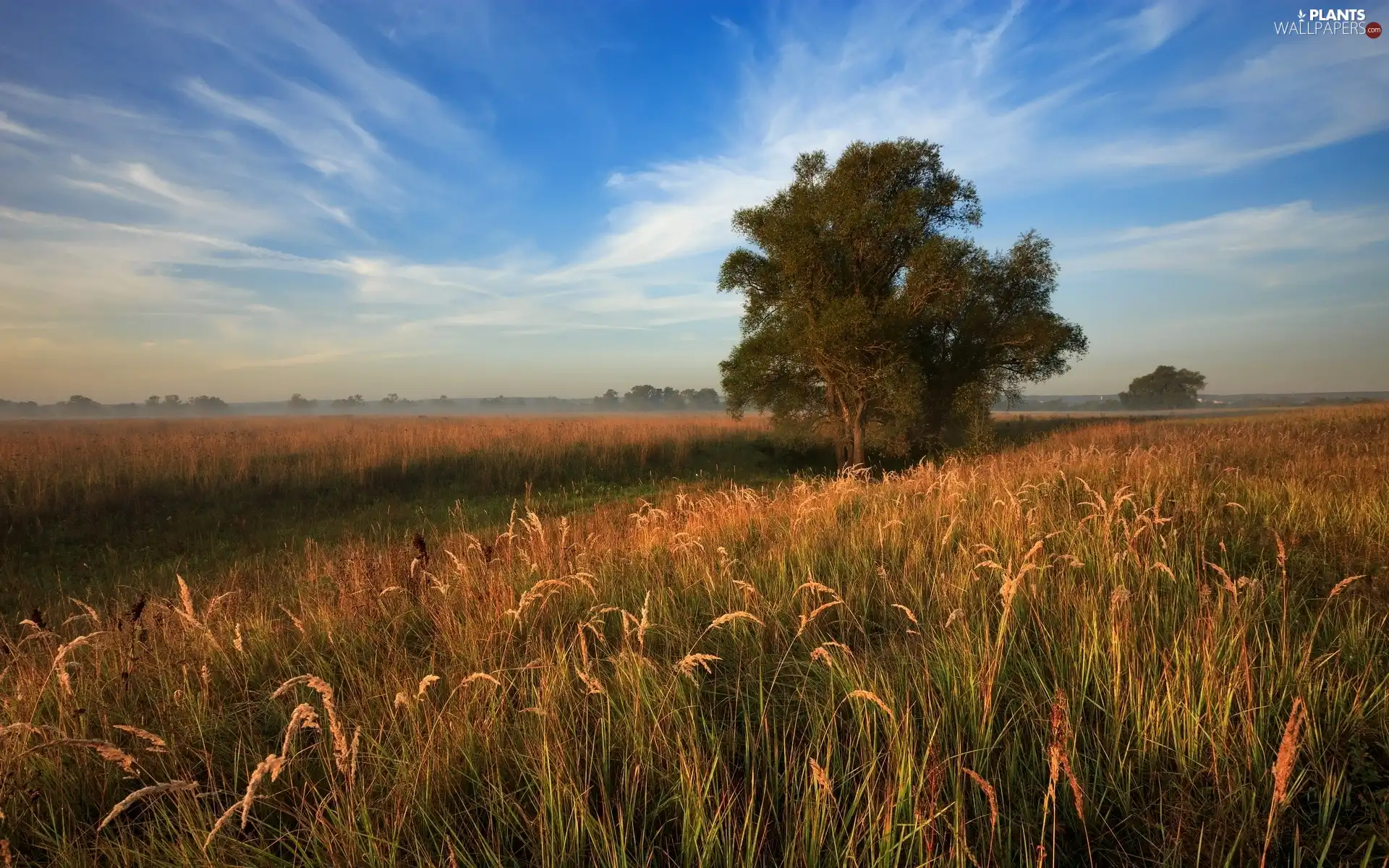 medows, Plants, trees, grass