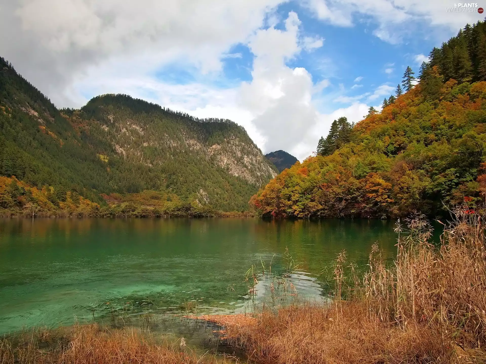 woods, grass, Mountains, lake, autumn