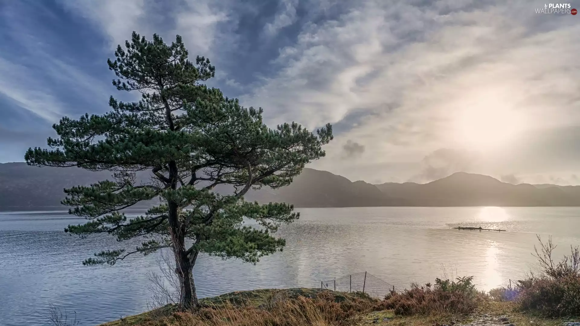 trees, River, dry, grass, coast, Mountains
