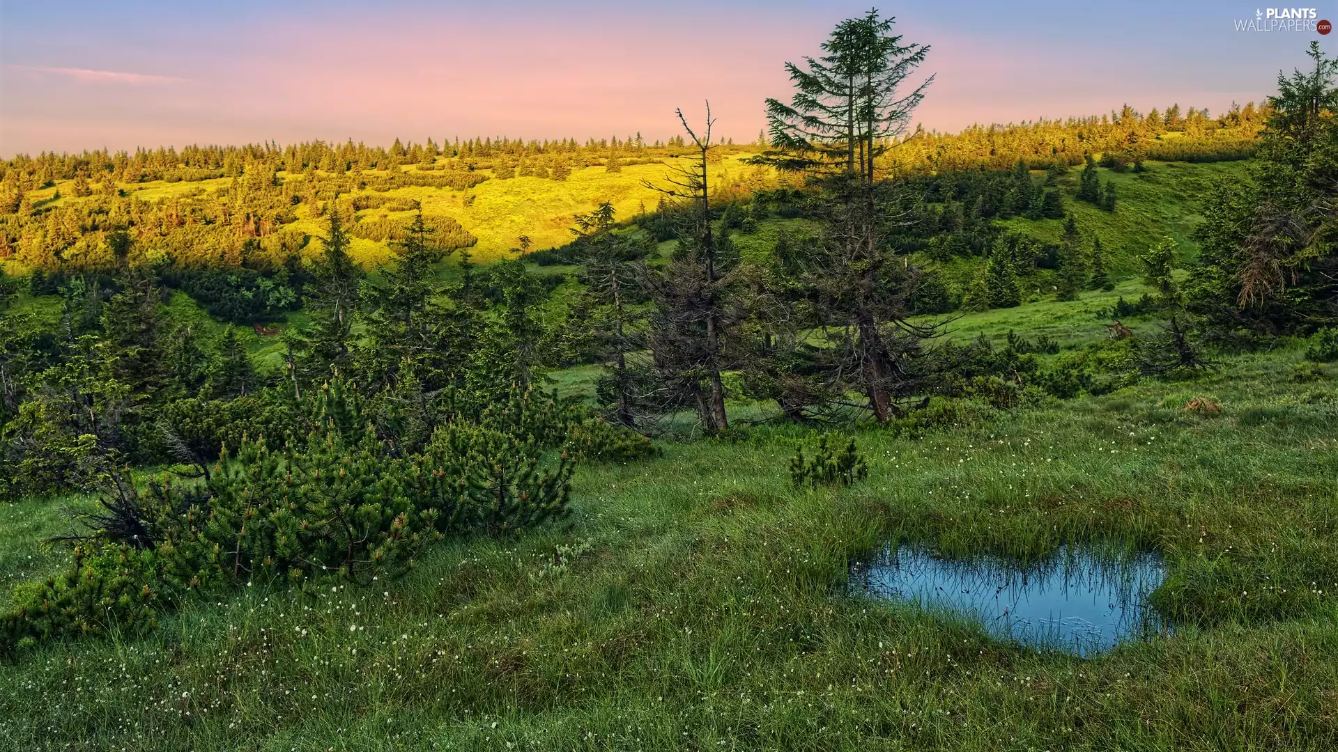 viewes, Giant Mountains, grass, puddle, Bush, trees