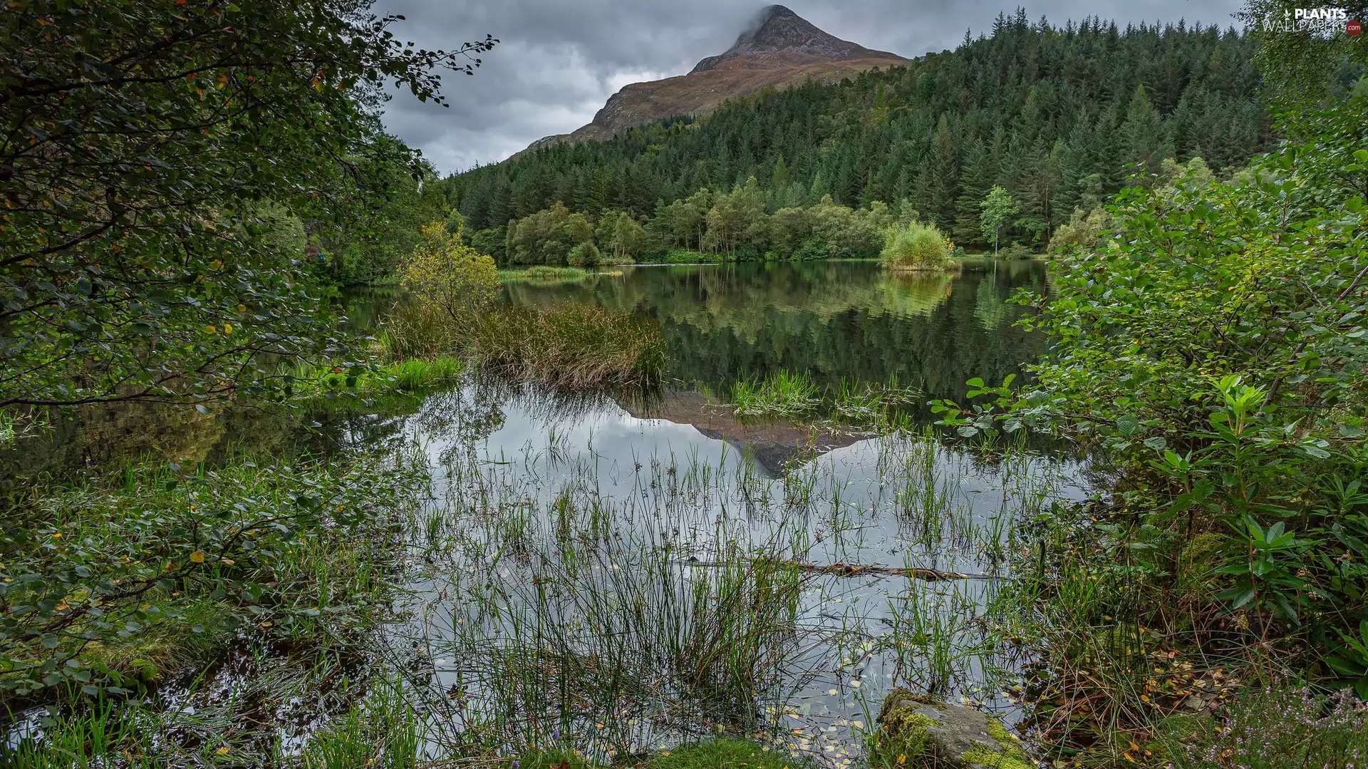 lake, summer, viewes, grass, trees, Mountains