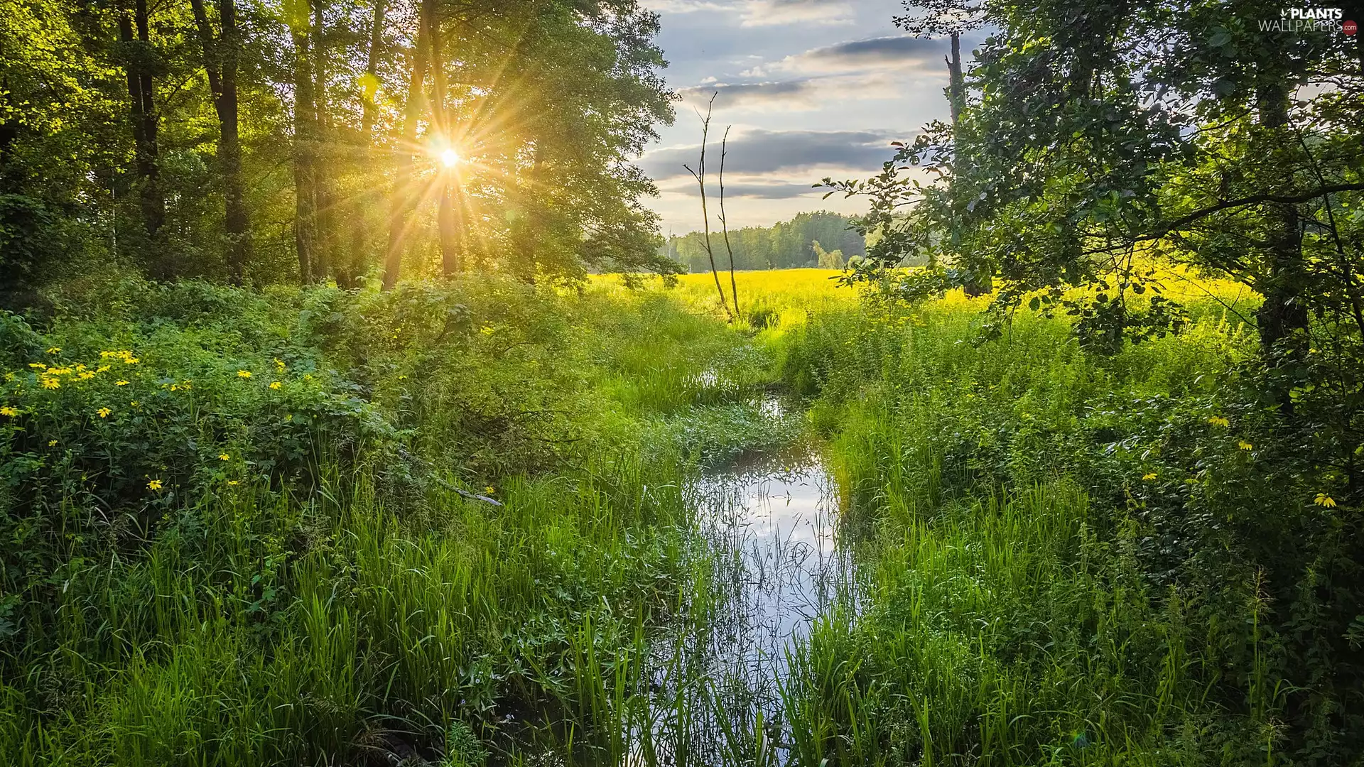 morning, rays of the Sun, Meadow, stream, viewes, clouds, grass, trees, Flowers