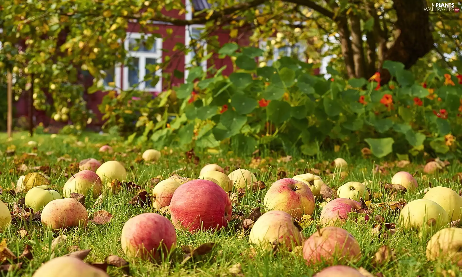 orchard, apples, Flowers, grass
