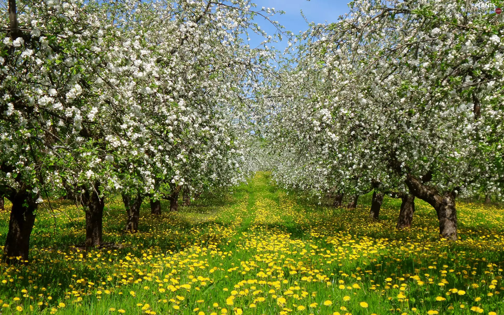 Fruit Trees, orchard, grass, Spring, dandelion, flourishing