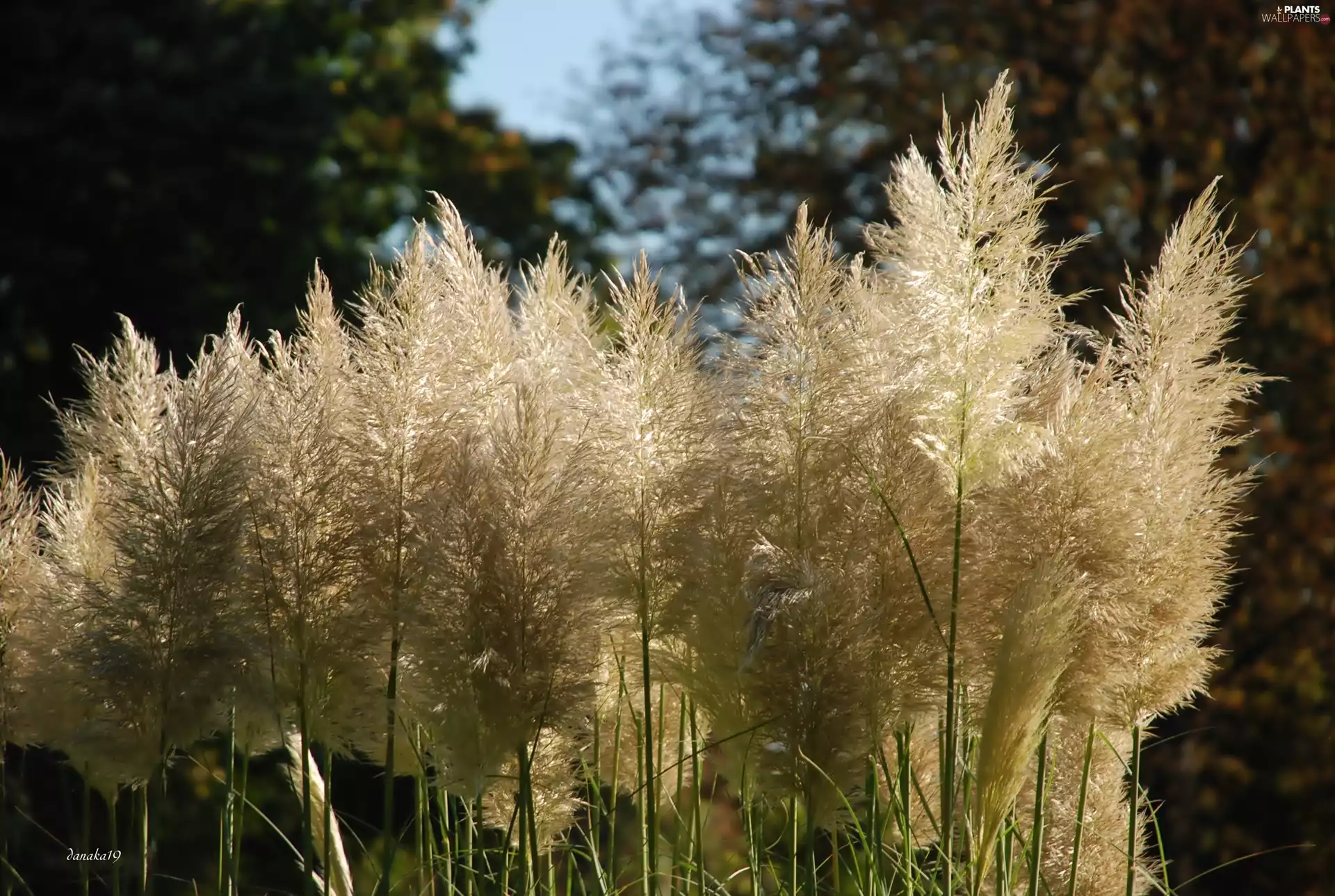 grass, Pampas