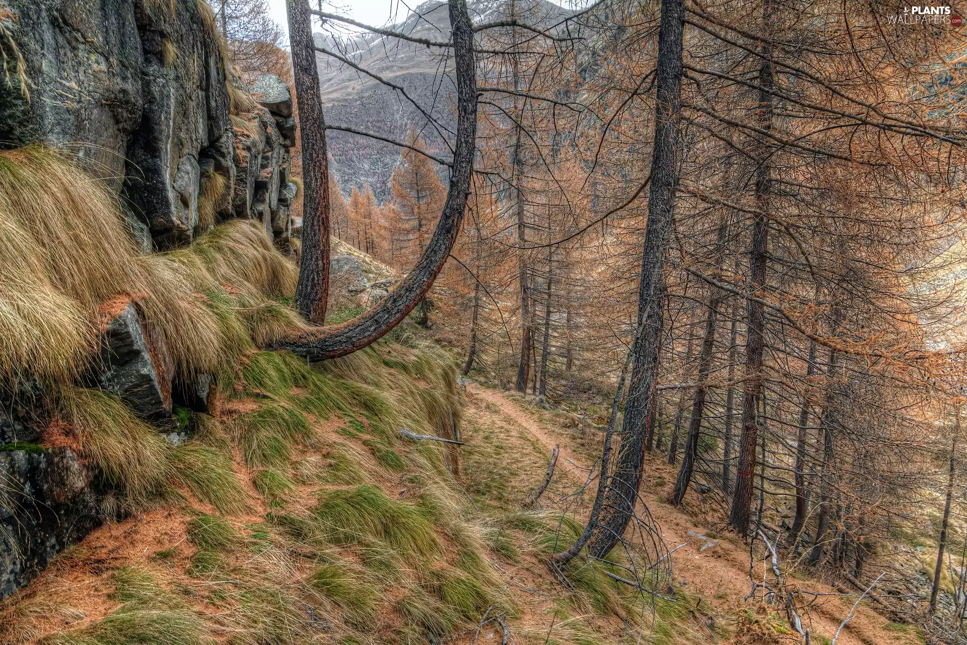 trees, viewes, Path, Larches, Rocks, Mountains, autumn, grass