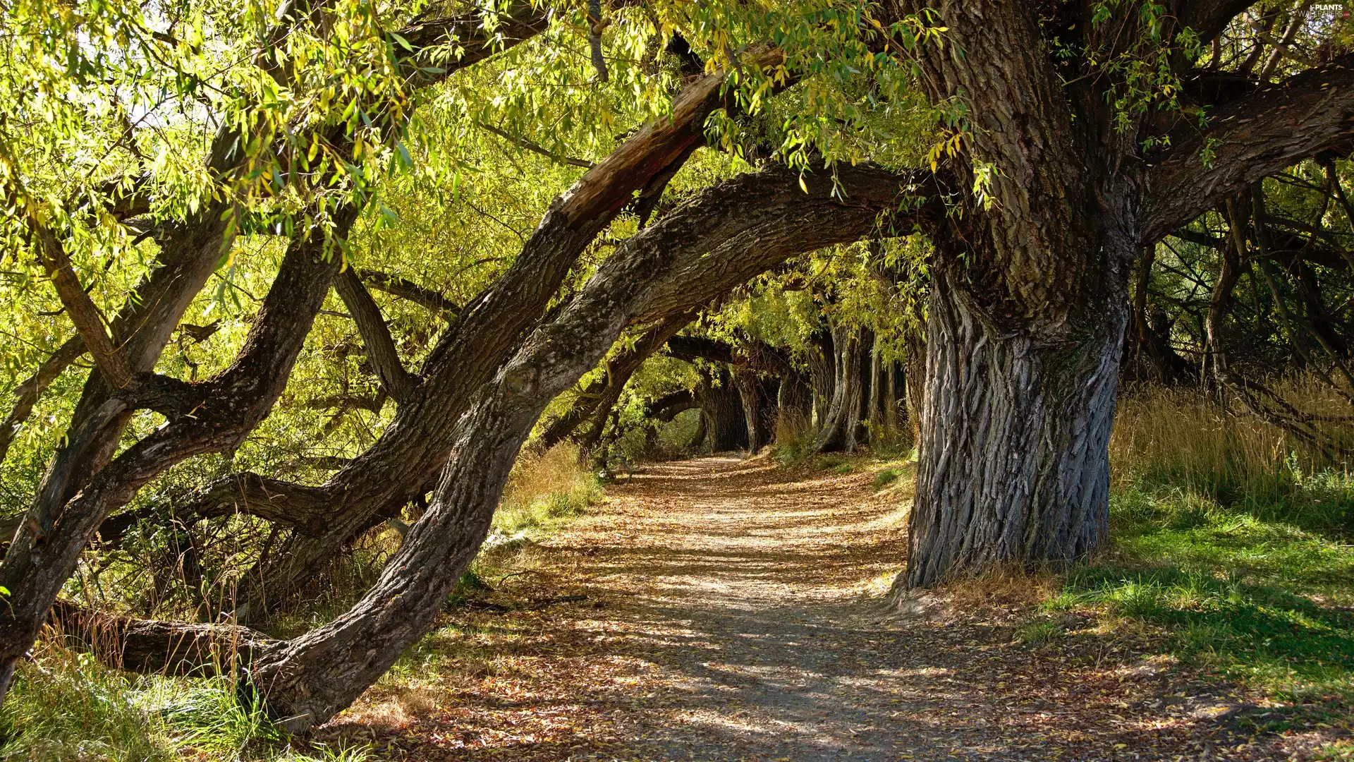 viewes, grass, Path, trees, Way