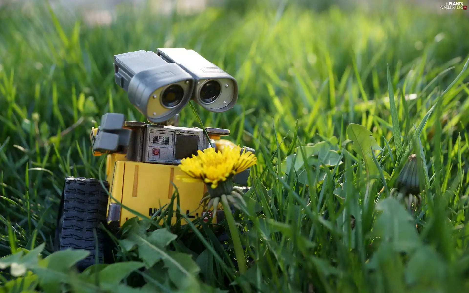 Flowers, grass, Photographers, Meadow, Robot