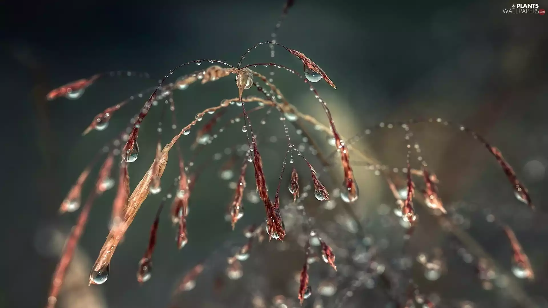grass, drops, plant