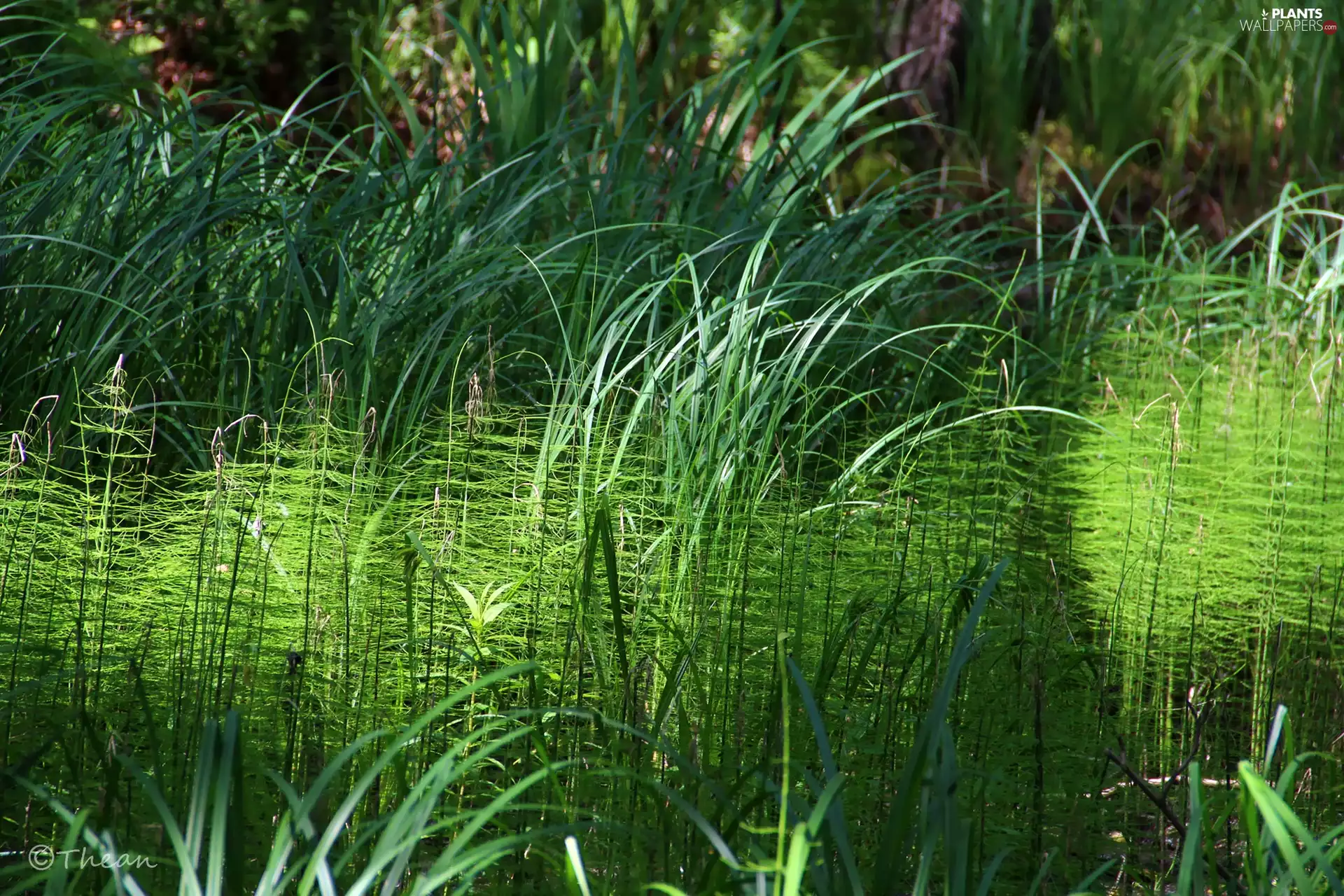 Plants, green ones, grass