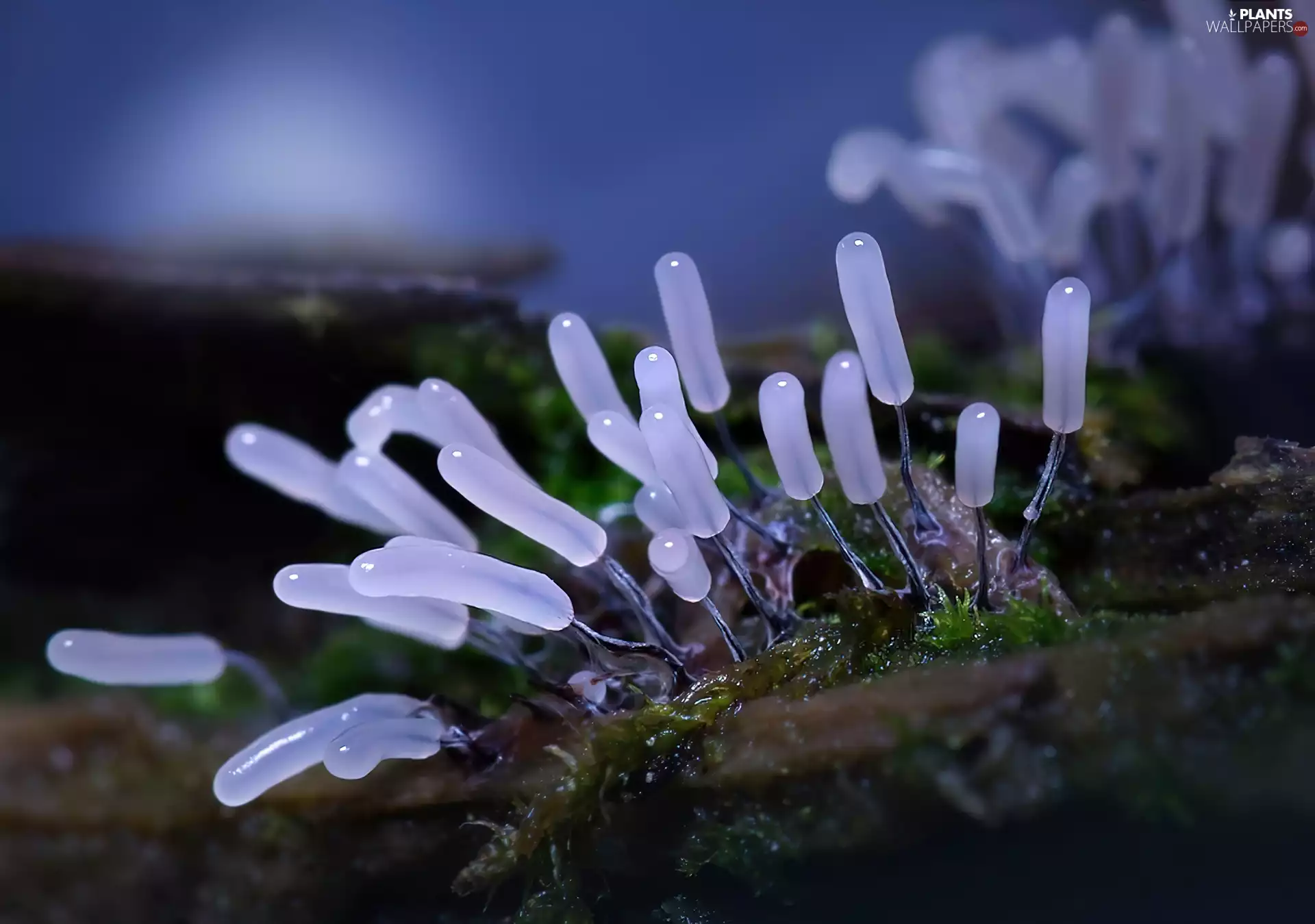 Plants, drops, Rosy, grass