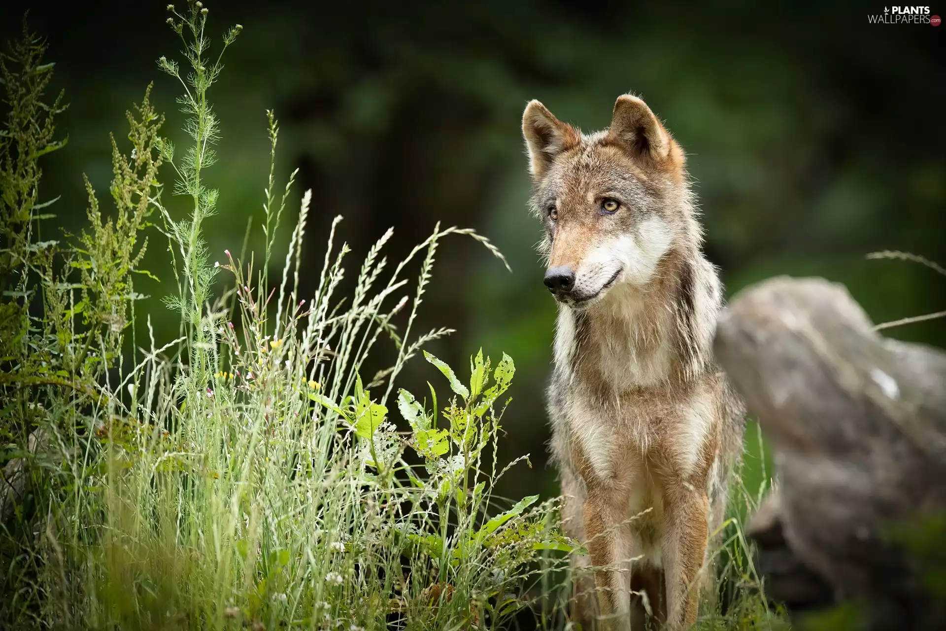 grass, Wolf, Plants