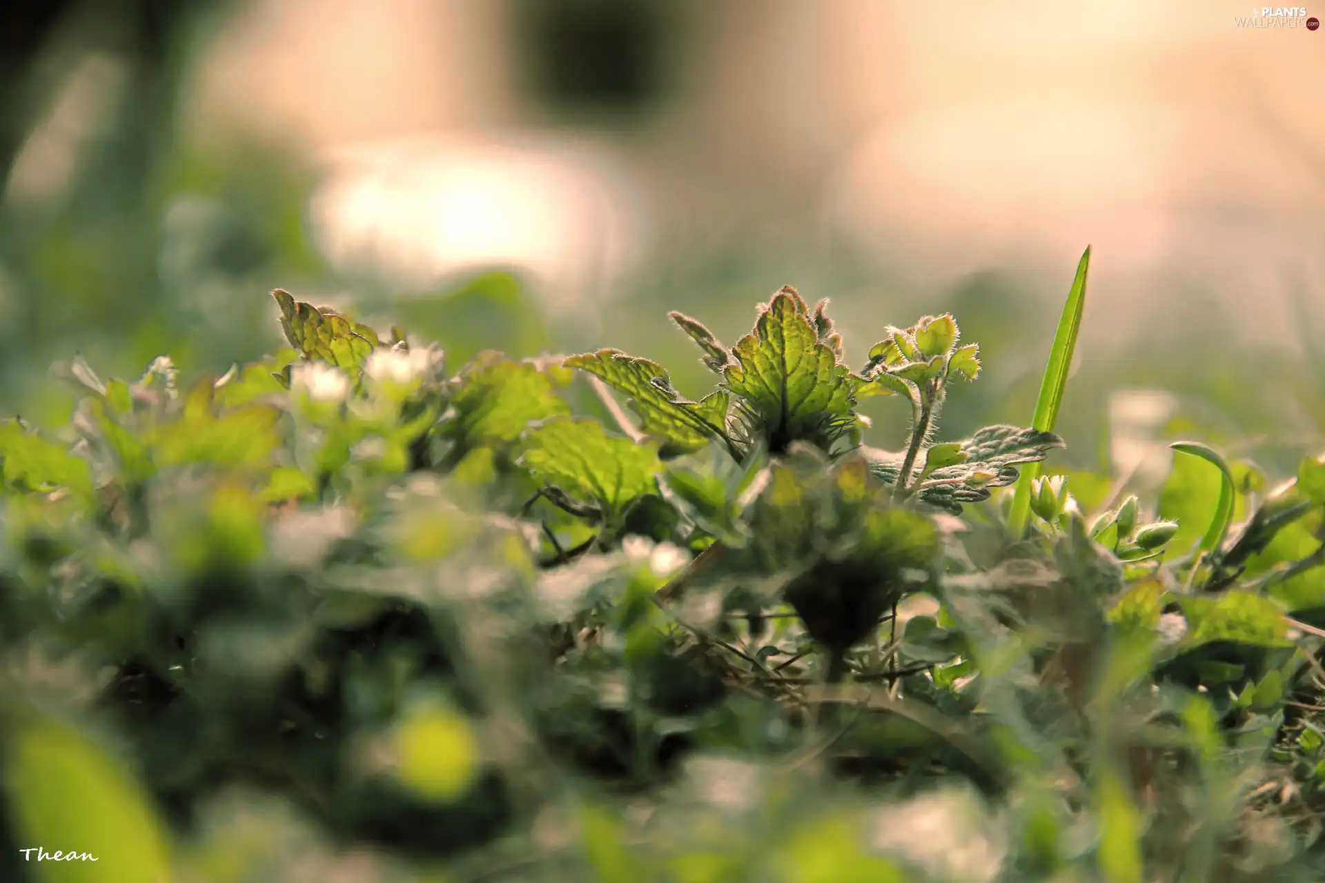 grass, young, Plants