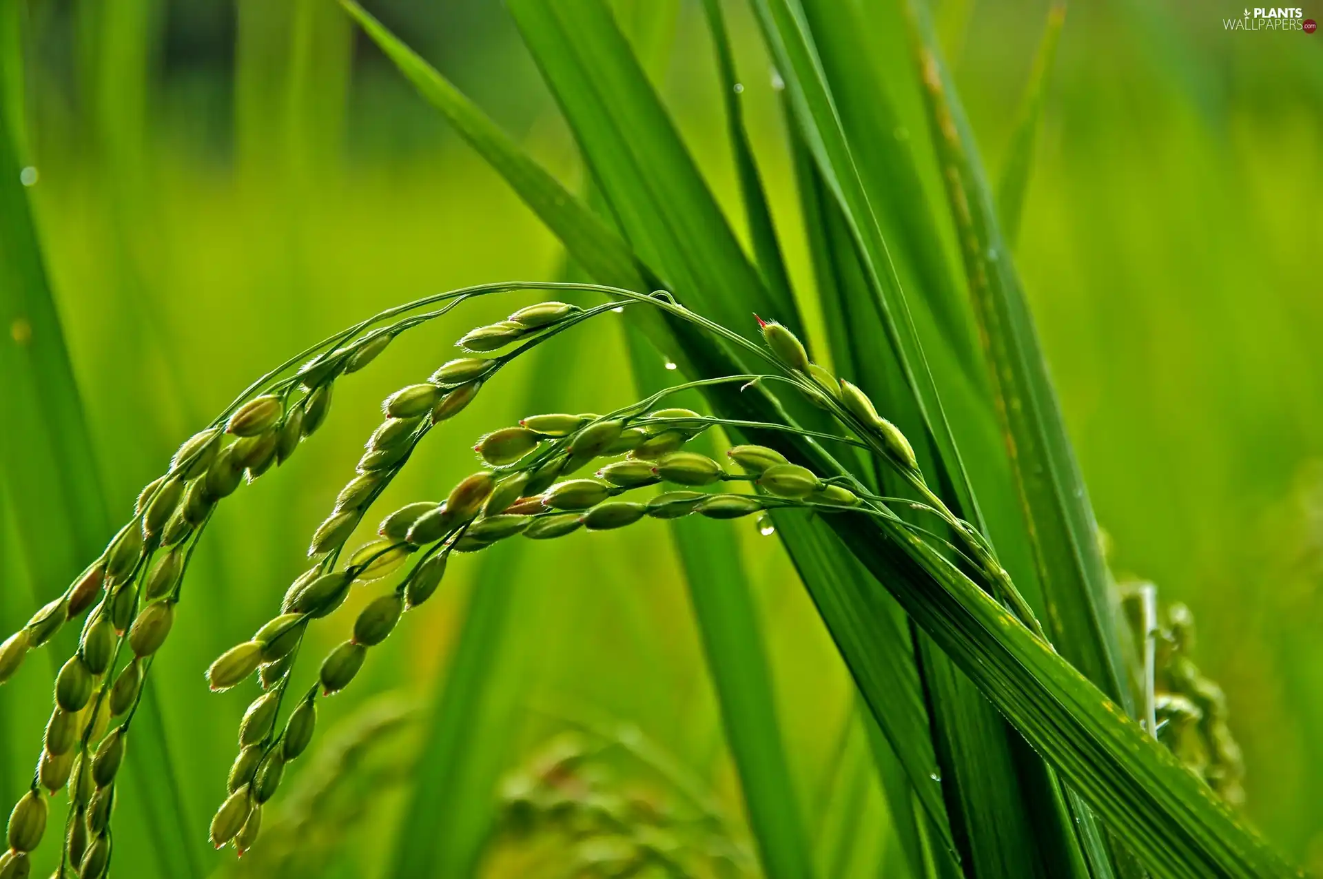 Plants, grass