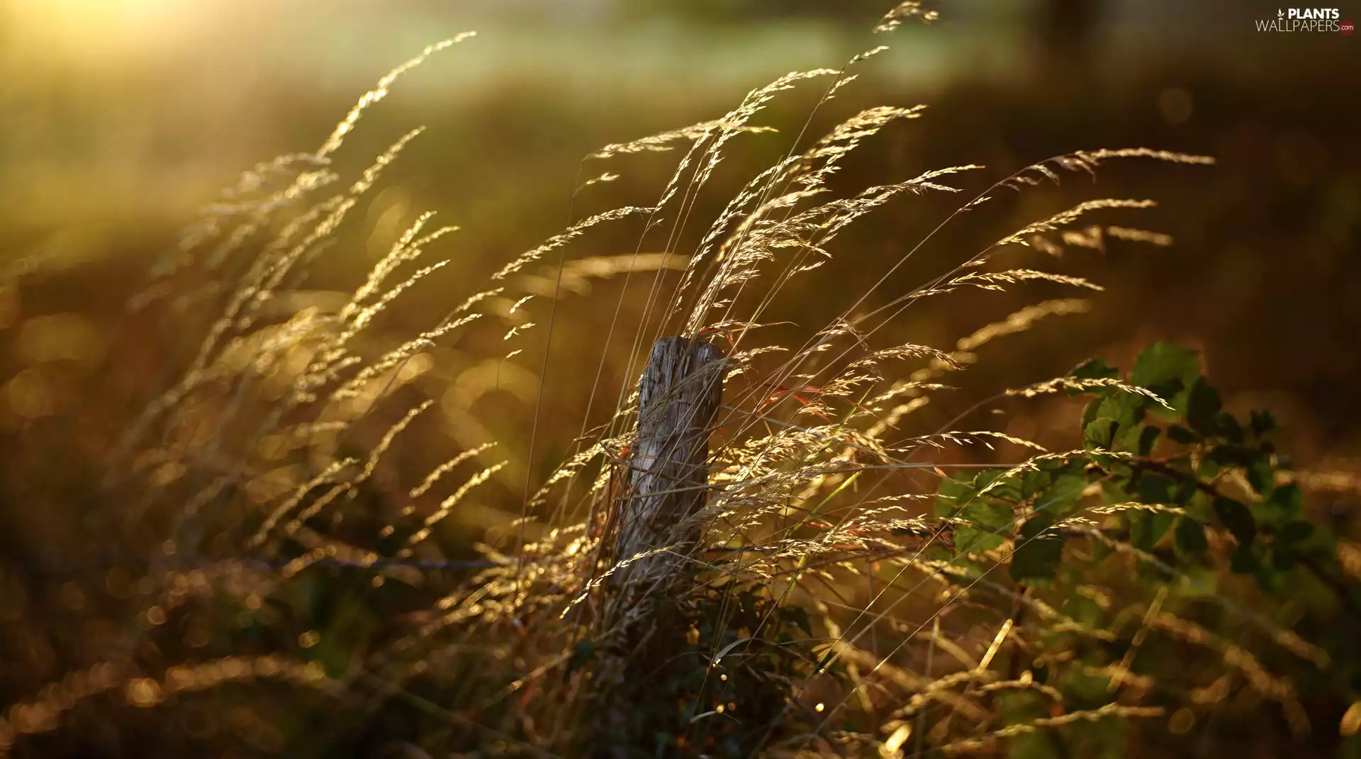 post, rays, sunny, grass
