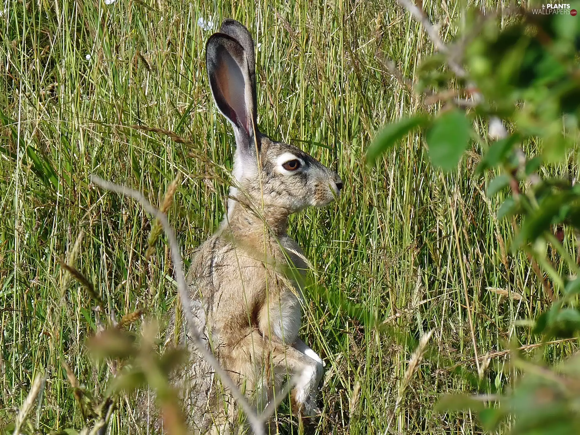 standing, ##, grass, Wild Rabbit