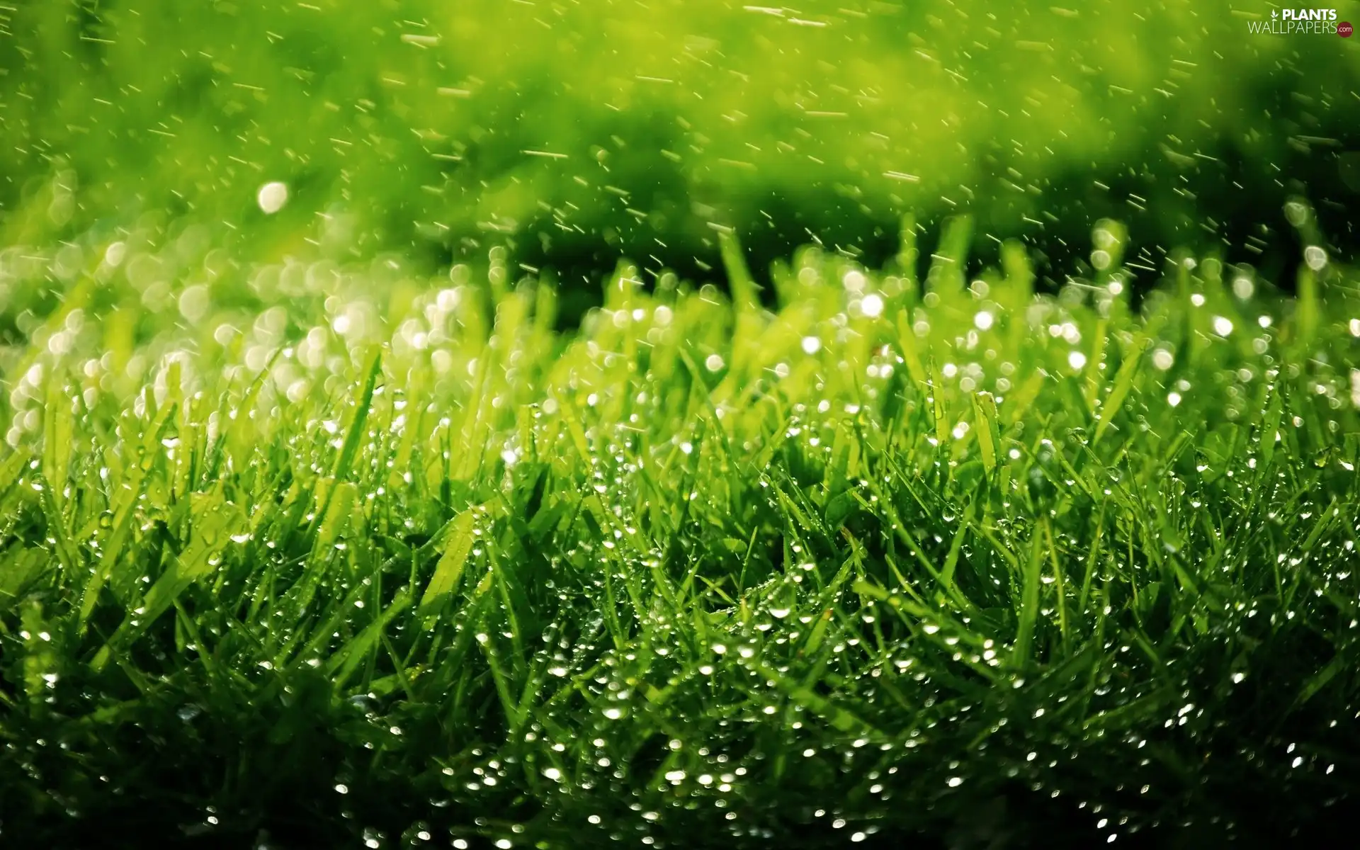 Rain, grass