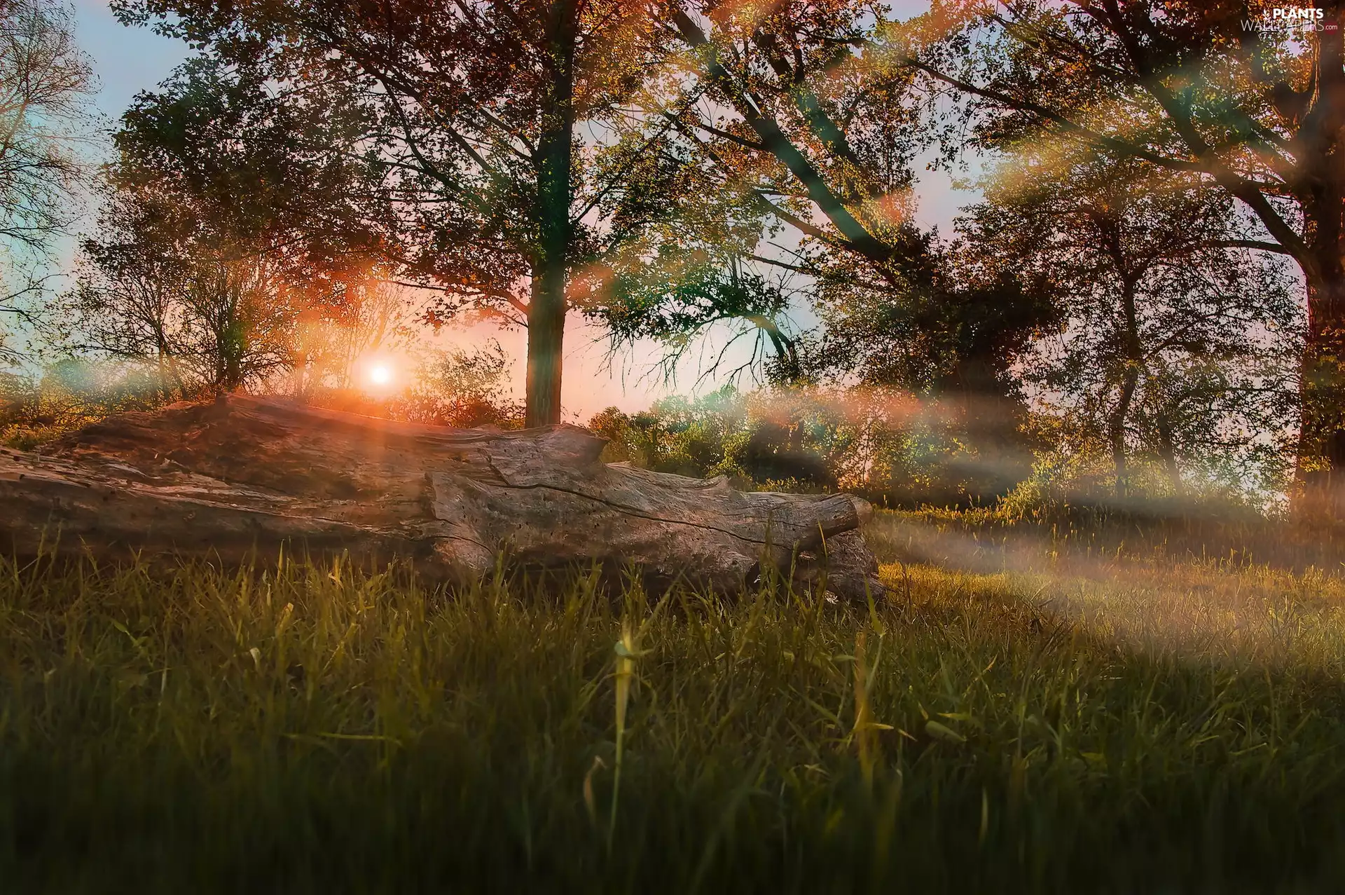 east, viewes, rays, grass, trees, sun, sun