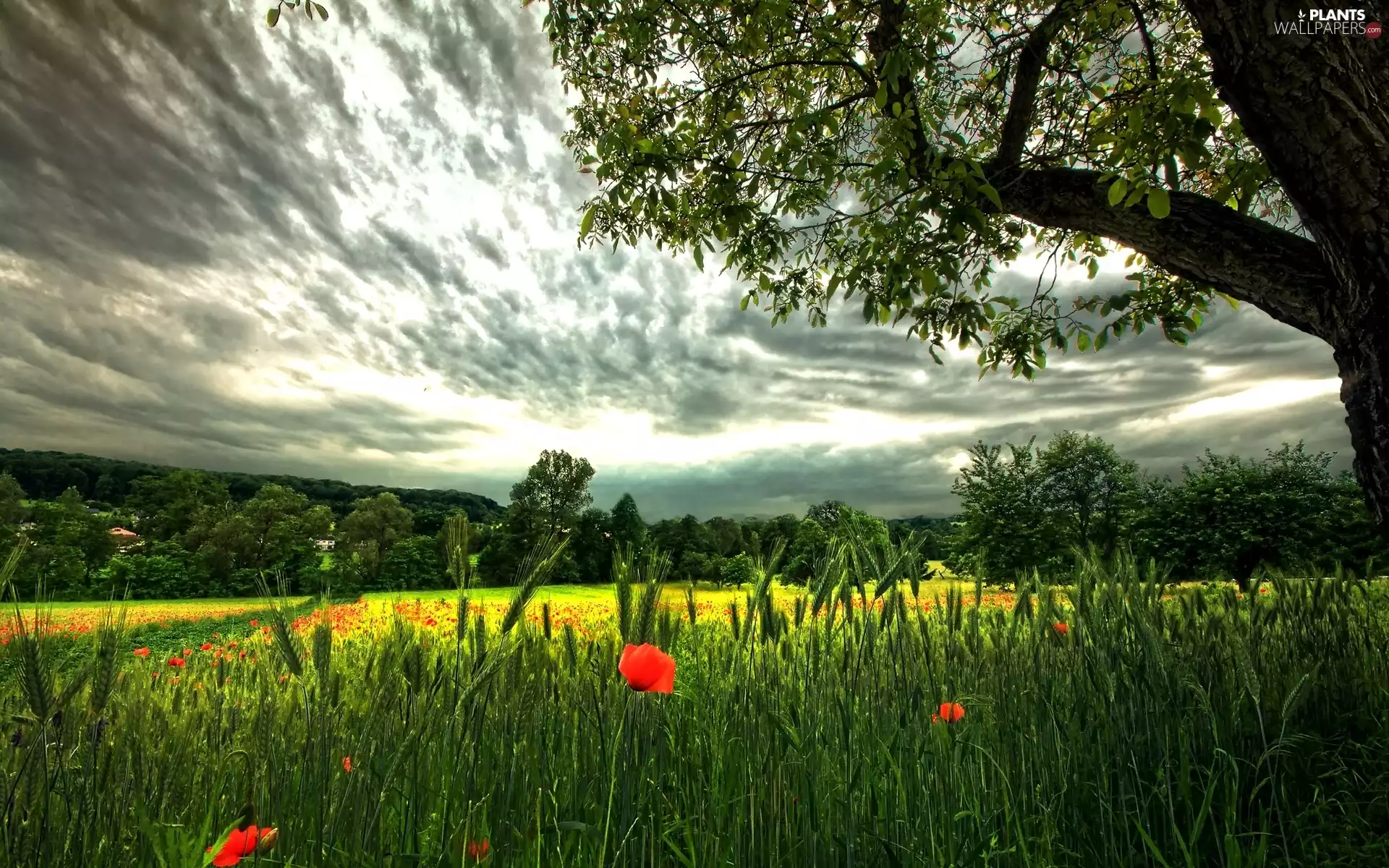red weed, clouds, grass