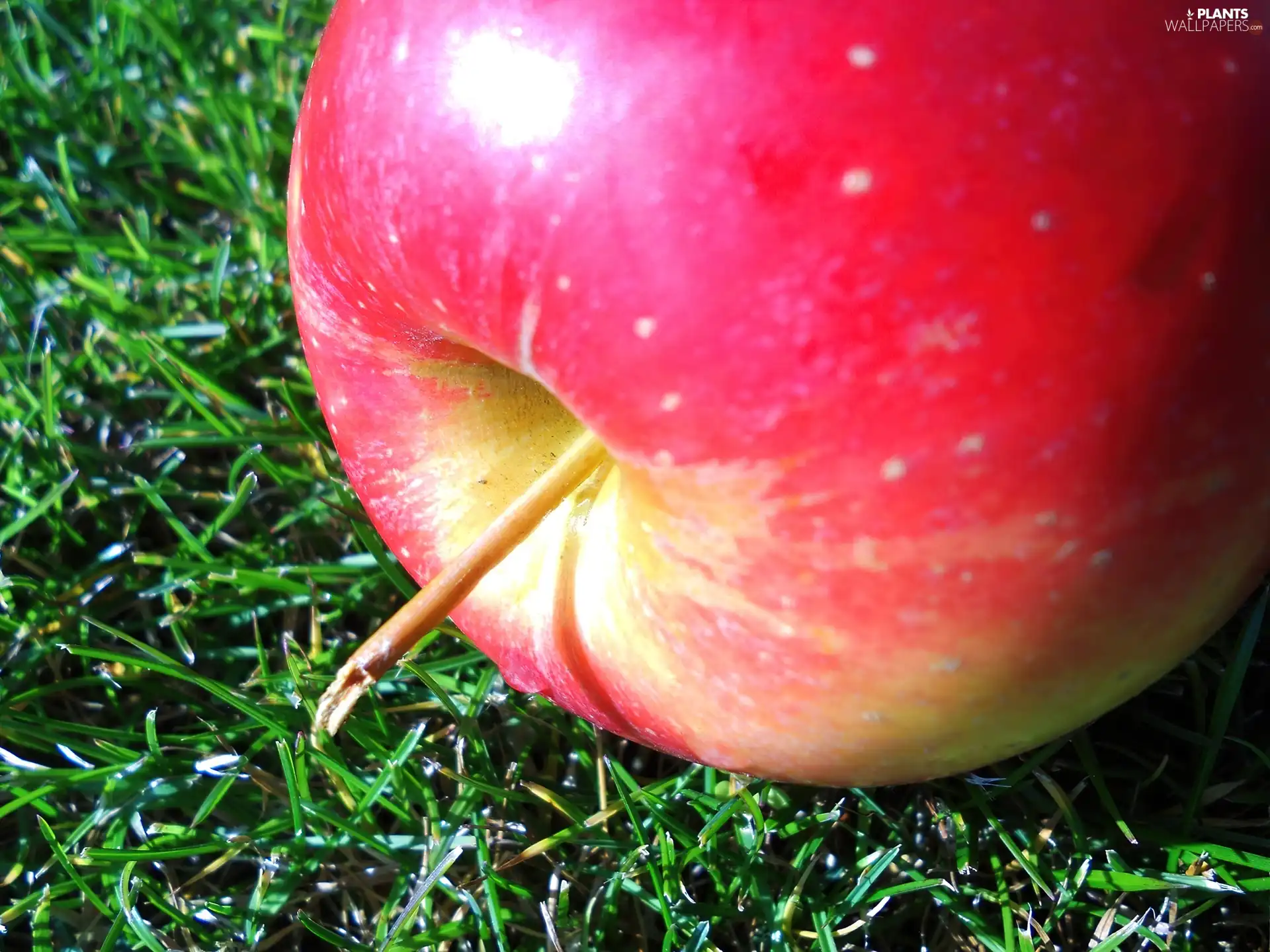 Red, Green, grass, Apple