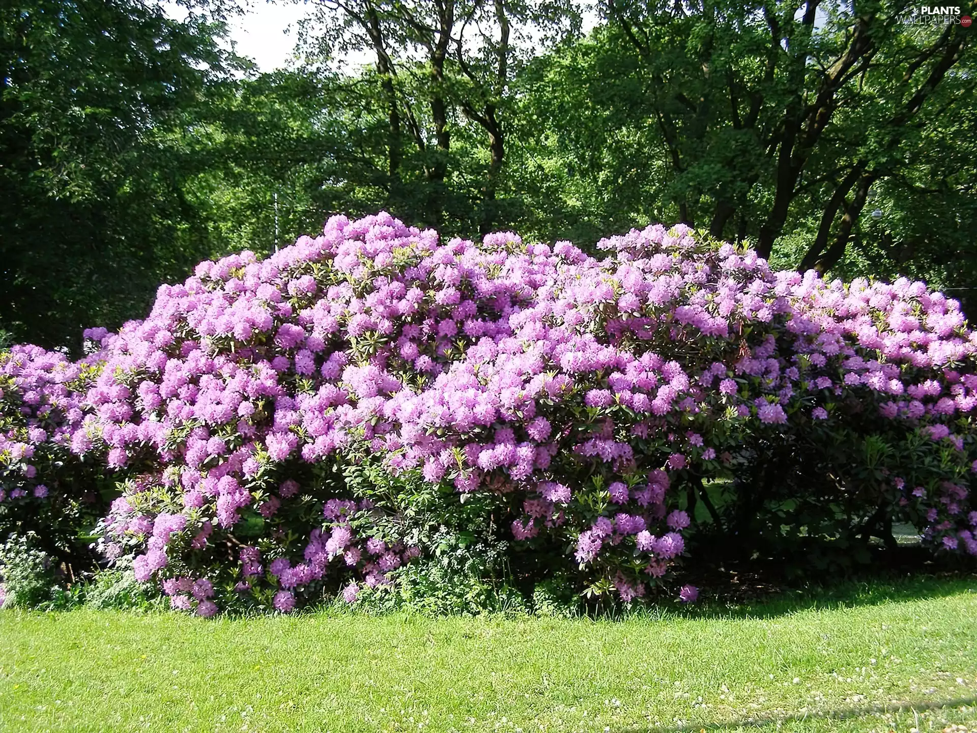 rhododendron, trees, viewes, grass