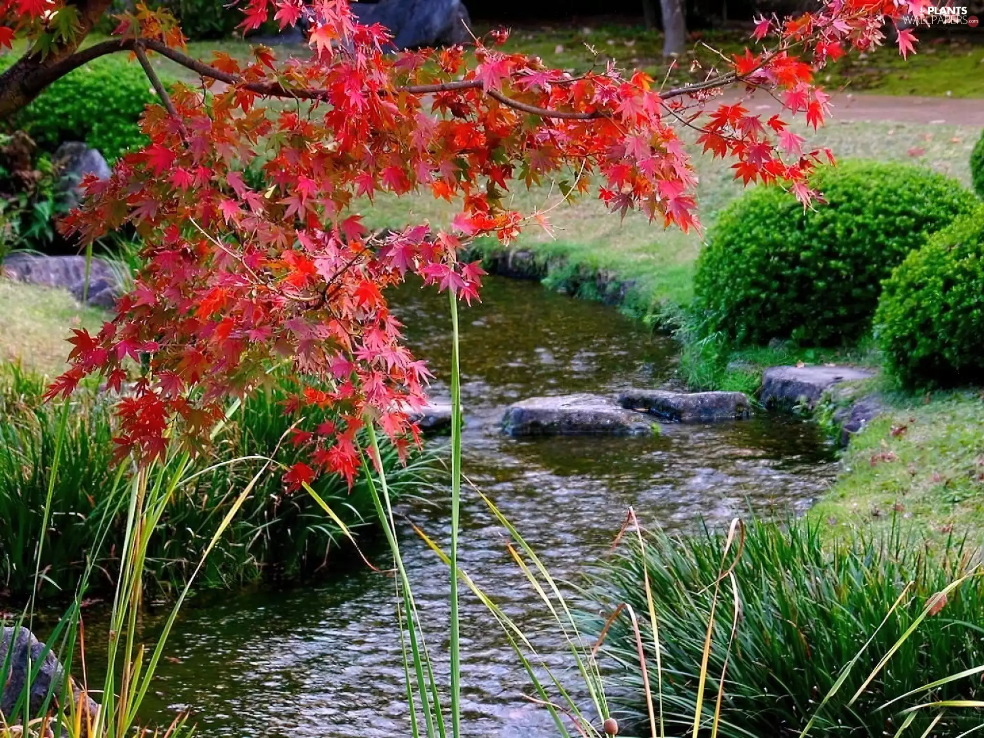 Leaf, autumn, Bush, grass, Stones, River