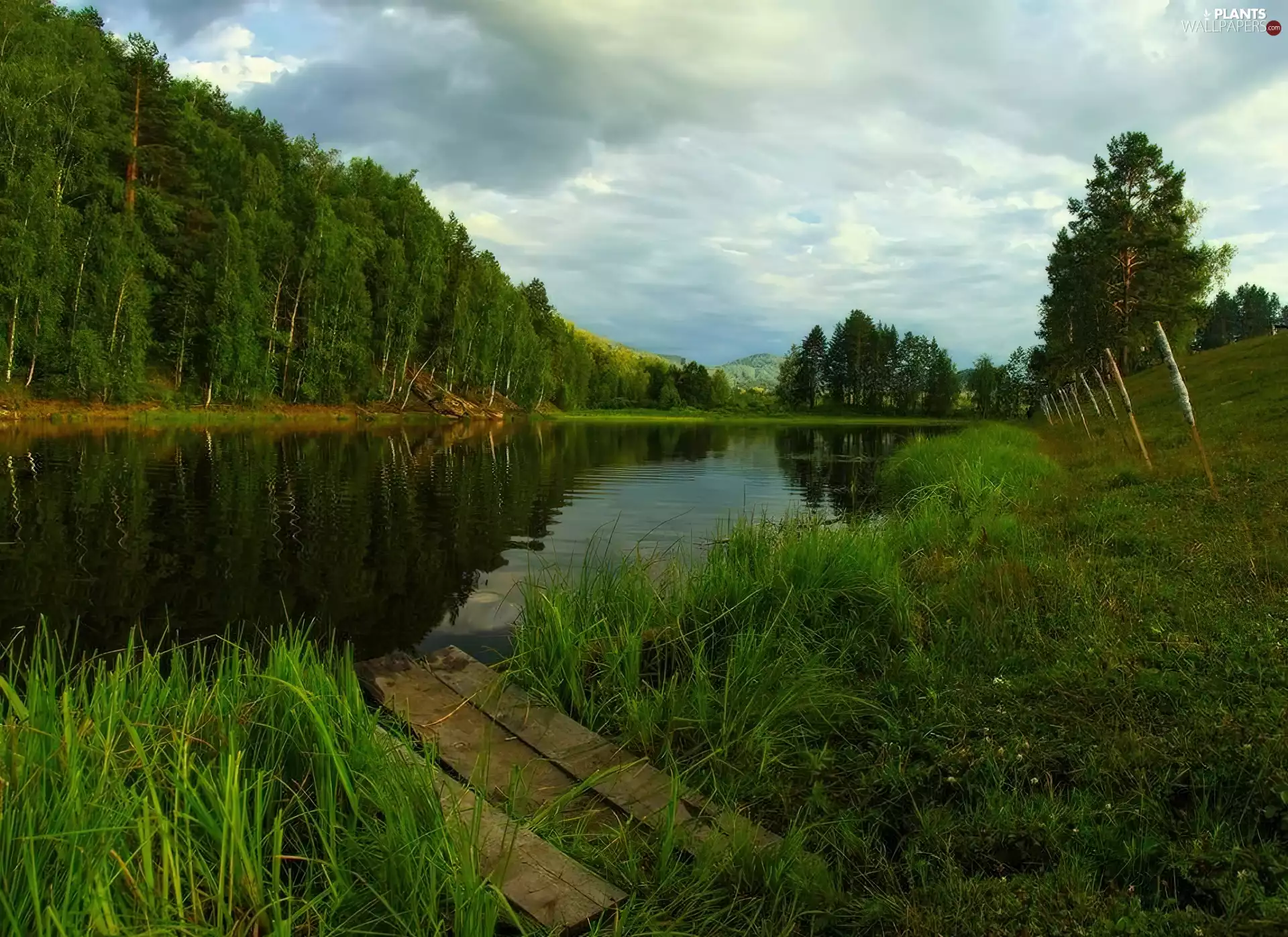 Bush, grass, River, Platform, forest