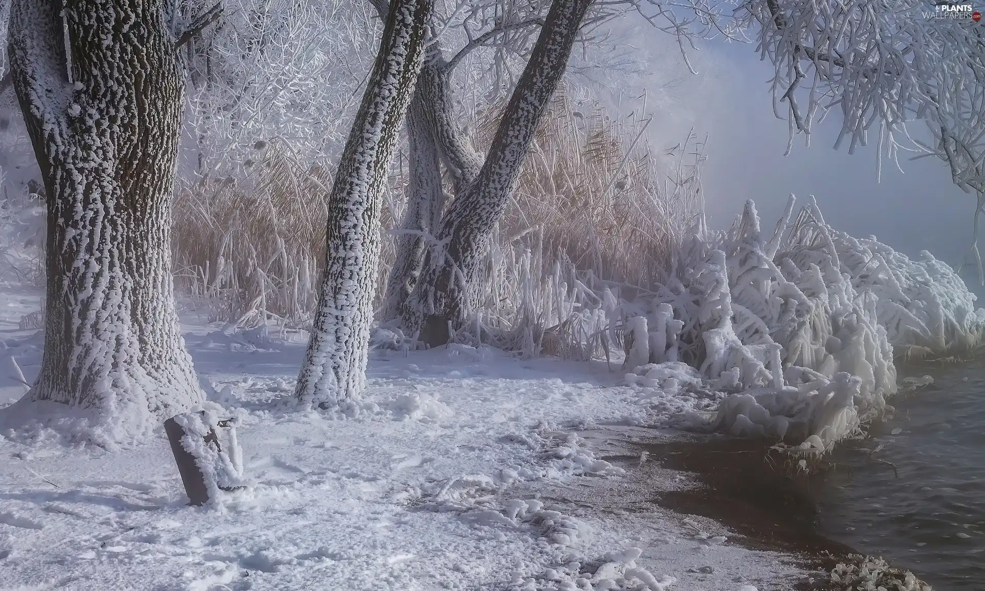 trees, snow, River, White frost, winter, viewes, grass